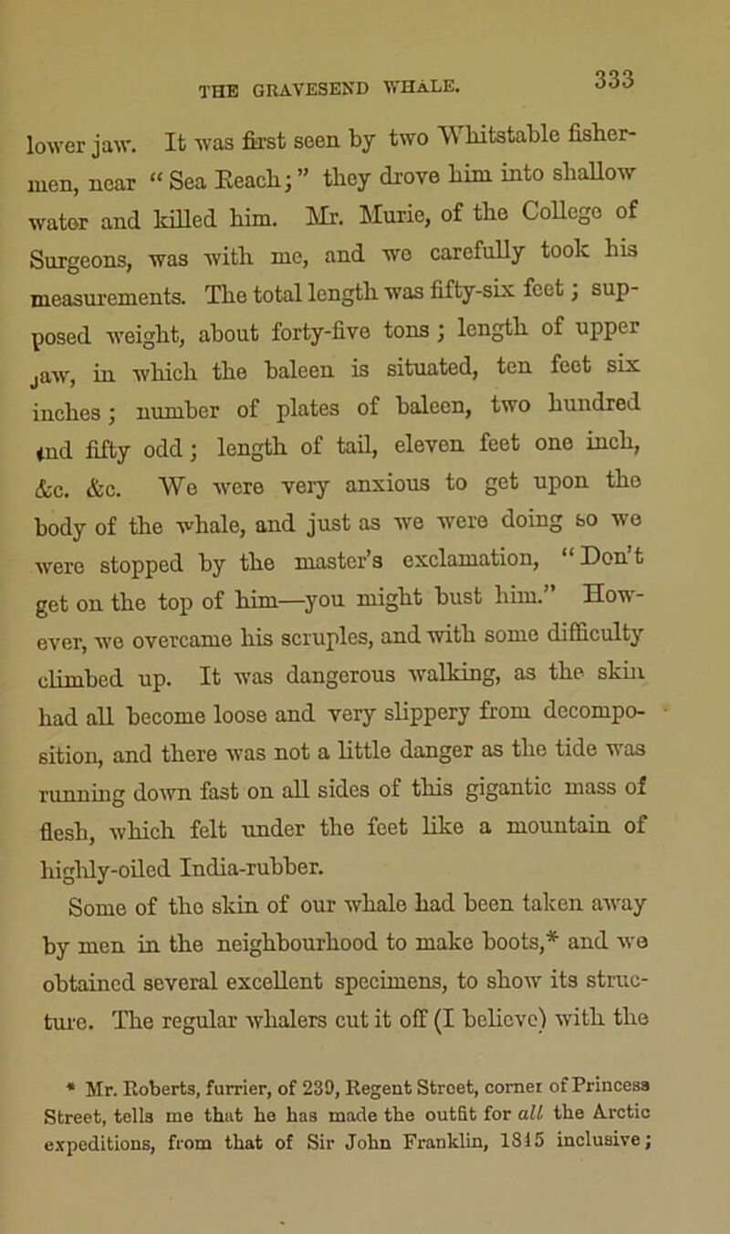 THE GRAVESEND WHALE. lower jaw. It was first seen by two Whitstablc fisher- men, near “ Sea Keacli; ” they drove him into shallow water and killed him. Mr. Muxie, of the College of Surgeons, was with me, and we carefully took his measurements. The total length wTas fifty-six feet j sup- posed weight, about forty-five tons ; length of upper jaw, in which the baleen is situated, ten feet six inches; number of plates of baleen, two hundred *nd fifty odd; length of tail, eleven feet one inch, &c. &c. We were very anxious to get upon the body of the whale, and just as we were doing so we were stopped by the master’s exclamation, “ Don t get on the top of him—you might bust him.” How- ever, we overcame his scruples, and with some difficulty climbed up. It was dangerous walking, as the skin had all become loose and very slippery from decompo- sition, and there was not a little danger as the tide was running down fast on all sides of this gigantic mass of flesh, which felt under the feet like a mountain of highly-oiled India-rubber. Some of the skin of our whale had been taken awray by men in the neighbourhood to make boots,* and we obtained several excellent specimens, to show its struc- ture. The regular whalers cut it off (I believe) writh the * Mr. Roberts, furrier, of 239, Regent Street, corner of Princesa Street, tells me that he has made the outfit for all the Arctic expeditions, from that of Sir John Franklin, 1815 inclusive;