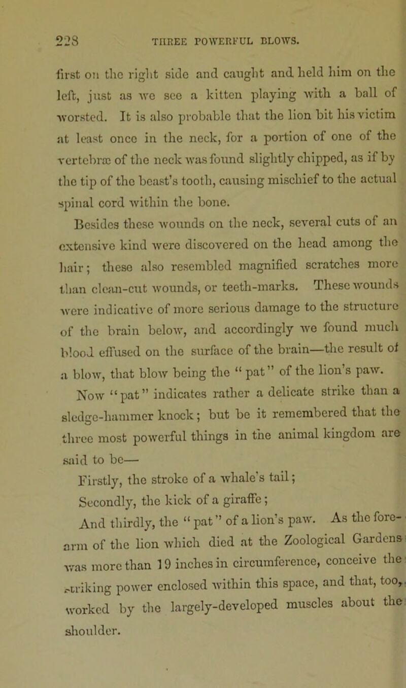 223 THREE POWERFUL BLOWS. first on the riglit side and caught and held him on the left, just as we see a kitten playing with a ball of worsted. It is also probable that the lion bit his victim at least once in the neck, for a portion of one of the vertebra} of the neck was found slightly chipped, a3 if by the tip of the beast’s tooth, causing mischief to the actual spinal cord within the bone. Besides these wounds on the neck, several cuts of an extensive kind were discovered on the head among the hair; these also resembled magnified scratches more than clean-cut wounds, or teeth-marks. These wounds were indicative of more serious damage to the structure of the brain below, and accordingly we found much blood effused on the surface of the brain—the result of a blow, that blow being the “ pat ” of the lion’s paw. Now “pat” indicates rather a delicate strike than a sledge-hammer knock; but be it remembered that the three most powerful things in the animal kingdom are said to be— Firstly, the stroke of a whale's tail; Secondly, the kick of a giraffe; And thirdly, the “ pat ” of a lion’s paw. As the fore- arm of the lion which died at the Zoological Gardens was more than 19 inches in circumference, conceive the .-triking power enclosed within this space, and that, too,, worked by the largely-developed muscles about the shoulder.