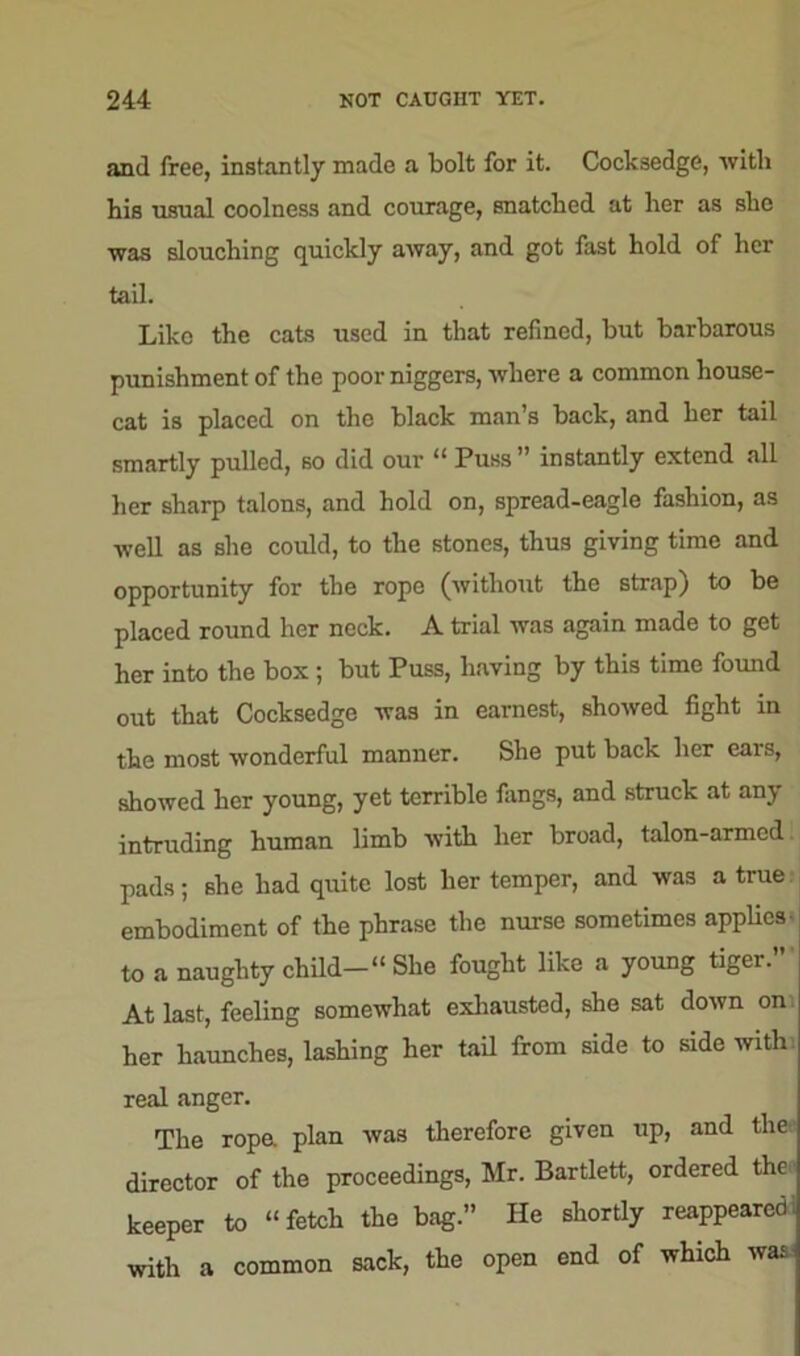 and free, instantly made a bolt for it. Cocksedge, with his usual coolness and courage, snatched at her as she was slouching quickly away, and got fast hold of her tail. Like the cats used in that refined, but barbarous punishment of the poor niggers, where a common house- cat is placed on the black man’s back, and her tail smartly pulled, so did our “ Puss ” instantly extend all her sharp talons, and hold on, spread-eagle fashion, as well as she could, to the stones, thus giving time and opportunity for the rope (without the strap) to be placed round her neck. A trial was again made to get her into the box ; but Puss, having by this time found out that Cocksedge was in earnest, showed fight in the most wonderful manner. She put back her ears, showed her young, yet terrible fimgs, and struck at any intruding human limb with her broad, talon-armed pads; she had quite lost her temper, and was a true embodiment of the phrase the nurse sometimes applies to a naughty child-“ She fought like a young tiger. At last, feeling somewhat exhausted, she sat down on her haunches, lashing her tail from side to side with real anger. The rope, plan was therefore given up, and thee director of the proceedings, Mr. Bartlett, ordered the keeper to “fetch the bag.” He shortly reappeared: with a common sack, the open end of which wat