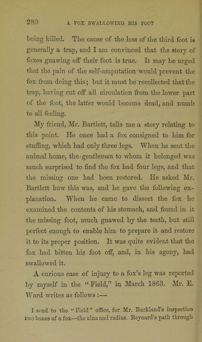 A FOX SWALLOWING IIIS FOOT being killed. The cause of the loss of the third foot is generally a trap, and I am convinced that the story of foxes gnawing off their foot is true. It may be urged that the pain of the self-amputation would prevent the fox from doing this; but it must be recollected that the trap, having cut off all circulation from the lower part of the foot, the latter would become dead, and numb to all feeling. My friend, Mr. Bartlett, tells me a story relating to this point. lie once had a fox consigned to him for stuffing, which had only three legs. When he sent the animal home, the gentleman to whom it belonged was much surprised to find the fox had four legs, and that the missing one had been restored. He asked Mr. Bartlett how this was, and he gave the following ex- planation. When he came to dissect the fox he examined the contents of his stomach, and found in it the missing foot, much gnawed by the teeth, but still perfect enough to enable him to prepare it and restore it to its proper position. It was quite evident that the fox had bitten his foot off, and, in his agony, had swallowed it. A curious case of injury to a fox’s leg was reported by myself in the “ Field,” in March 1863. Mr. E. Ward writes as follows :— I send to tho “ Field ” office, for Mr. Buckland's inspection two bones of a fox—the ulna and radius. Reynard’s path through