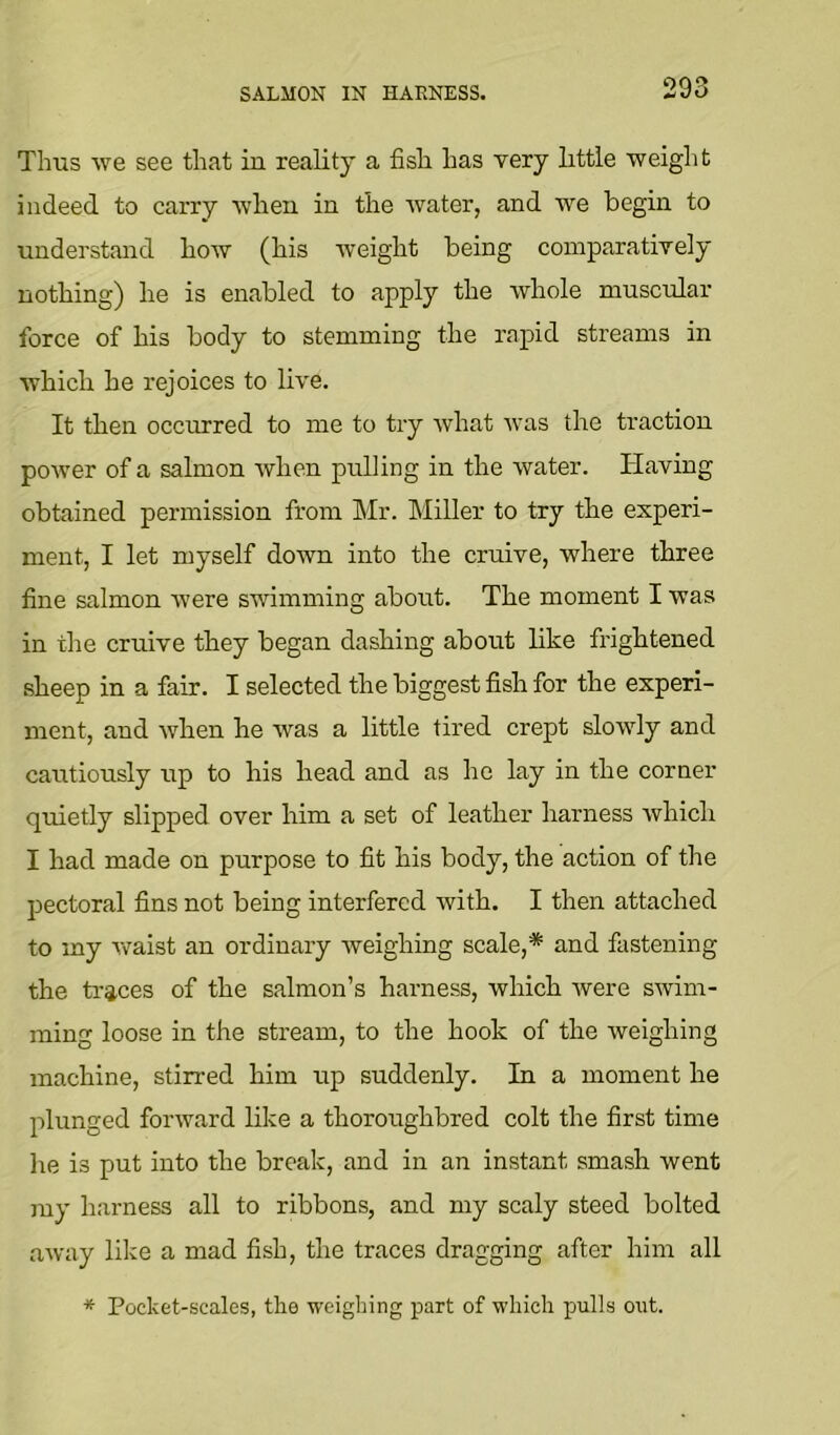 SALMON IN HARNESS. Thus we see that in reality a fish has very little weight indeed to carry when in the water, and we begin to understand how (his weight being comparatively nothing) he is enabled to apply the whole muscular force of his body to stemming the rapid streams in which he rejoices to live. It then occurred to me to try what was the traction power of a salmon when pulling in the water. Having obtained permission from hlr. Miller to try the experi- ment, I let myself down into the cruive, where three fine salmon were swimming about. The moment I was in the cruive they began dashing about like frightened sheep in a fair. I selected the biggest fish for the experi- ment, and when he was a little tired crept slowly and cautiously up to his head and as he lay in the corner quietly slipped over him a set of leather harness which I had made on purpose to fit his body, the action of the pectoral fins not being interfered with. I then attached to my v^aist an ordinary weighing scale,* and fastening the traces of the salmon’s harness, which were swim- ming loose in the stream, to the hook of the weighing machine, stirred him up suddenly. In a moment he plunged forward like a thoroughbred colt the first time lie is put into the break, and in an instant smash went my harness all to ribbons, and my scaly steed bolted away like a mad fish, the traces dragging after him all * Pocket-scales, the weigliing part of ■which pulls out.