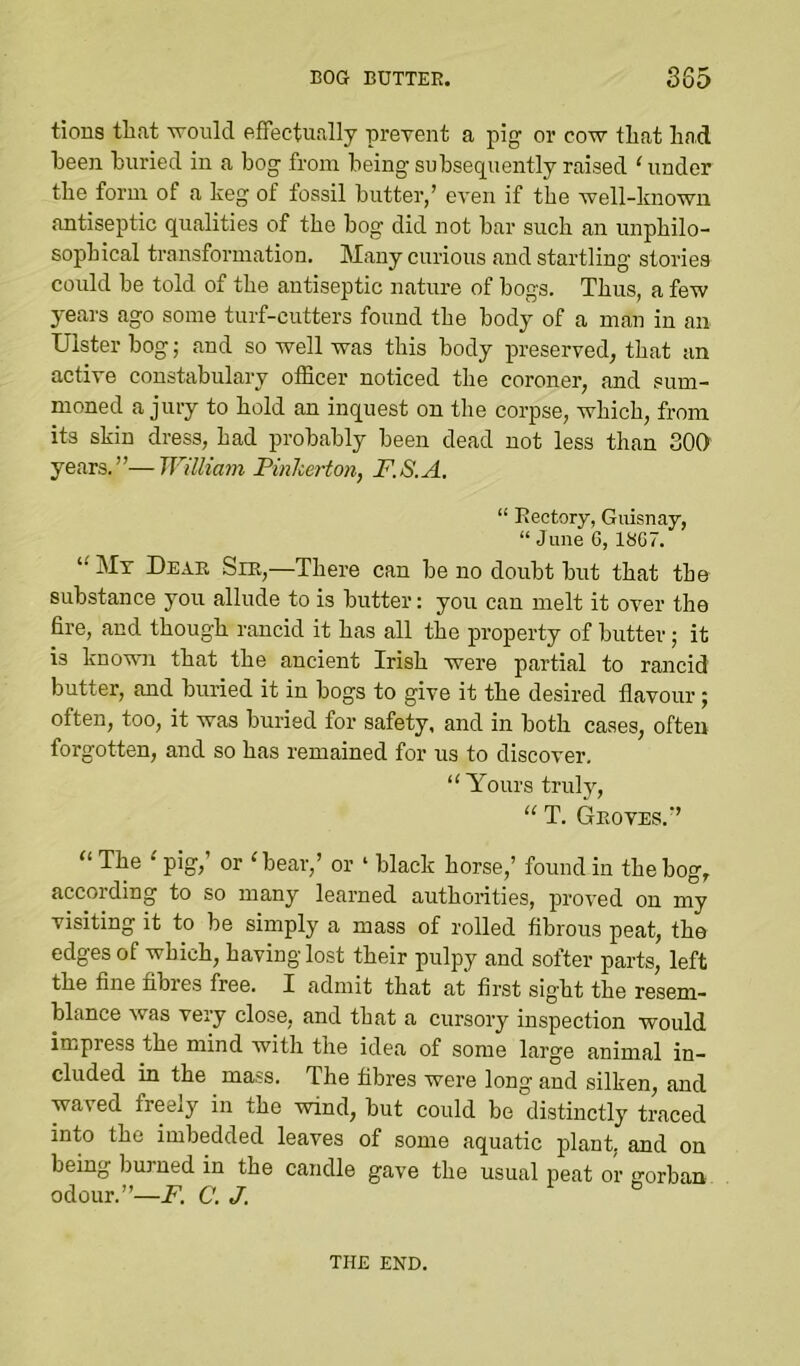 tious that ■u'oiild effectually prevent a pig or cow that had been buried in a bog from being subsequently raised ‘ under the form of a keg of fossil butter,’ even if the well-lmown .antiseptic qu.alities of the bog did not bar such an unphilo- sophical transformation. Many curious and startling stories could be told of the antiseptic nature of bogs. Thus, a few years ago some turf-cutters found the body of a m.an in an Ulster bog; and so well was this body preserved, that an active constabulary officer noticed the coroner, and sum- moned a juiy to hold an inquest on the corpse, which, from its skin dress, had probably been dead not less than 300 years.”—William Pinherton, F.S.A. “ Rectory, Guisnay, “ June 6, 1867. Mt Dear Sir,—There can be no doubt but that the substance you allude to is butter: you can melt it over the fire, and though rancid it has all the property of butter •, it is known that the ancient Irish were partial to rancid butter, and buried it in bogs to give it the desired flavour; often, too, it was buried for safety, and in both cases, often forgotten, and so has remained for us to discover. “Yours truly, “ T. Groves.” “ The ' pig,’ or ‘bear,’ or ‘ black horse,’ found in the bog, according to so many learned authorities, proved on my visiting it to be simply a mass of rolled fibrous peat, the edges of which, having lost their pulpy and softer parts, left the fine fibres free. I admit that at first sight the resem- blance was very close, and that a cursory inspection would impress the mind with the idea of some large animal in- cluded in the mass. The fibres were long and silken, and waved freely in the wind, but could be distinctly traced into the imbedded leaves of some aquatic plant, and on being burned in the candle gave the usual peat or uorban odour.”—i^. a J. THE END.