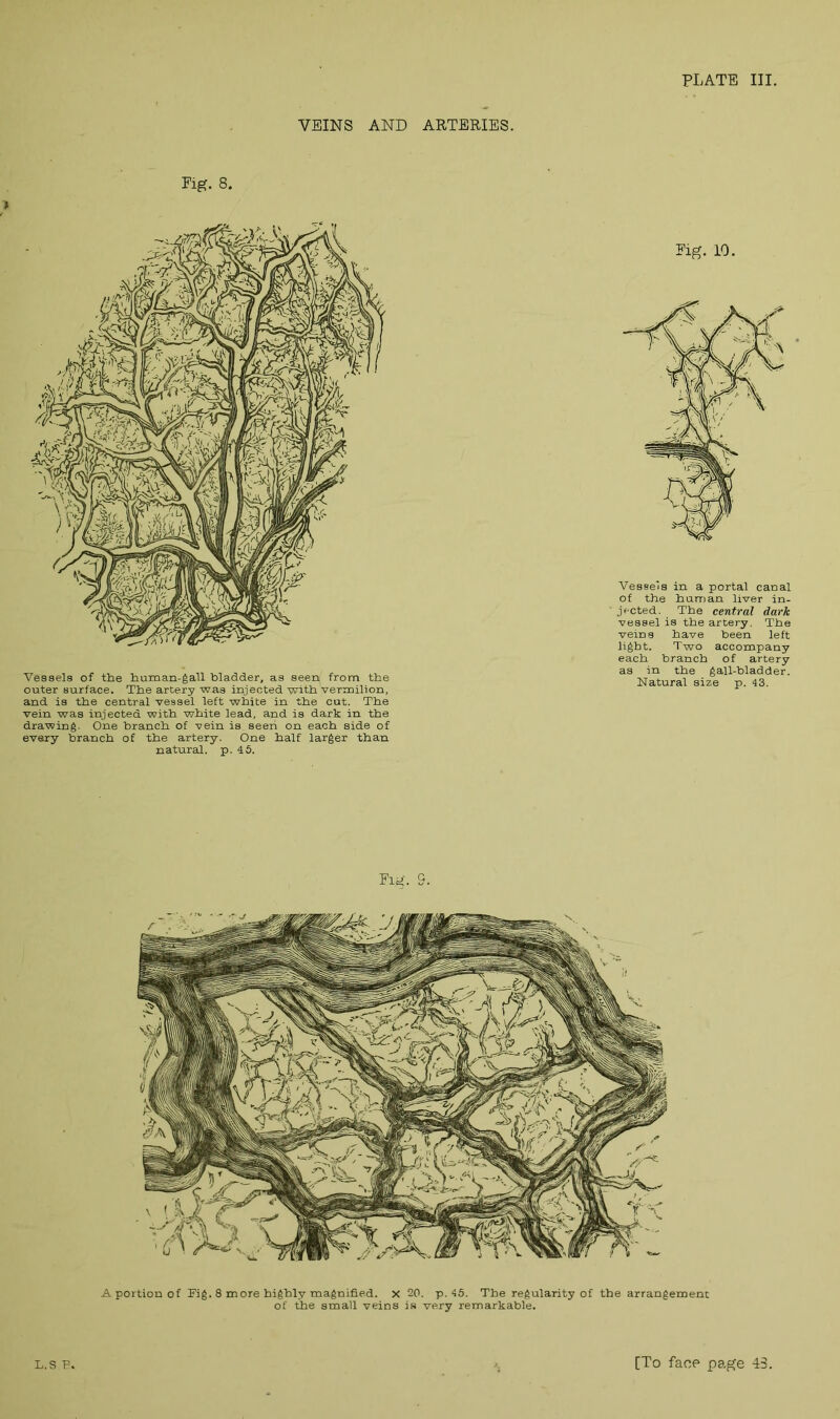 VEINS AND ARTERIES. Fig. 8. » Vessels of the human-gall bladder, as seen from the outer surface. The artery was injected with vermilion, and is the central vessel left white in the cut. The vein was injected with white lead, and is dark in the drawing. One branch of vein is seen on each side of every branch of the artery. One half larger than natural, p. 45. Fig. 10. Vessels in a portal canal of the human liver in- jected. The central dark vessel is the artery. The veins have been left light. Two accompany each branch of artery as in the gall-bladder. Natural size p. 43. Fig. S.