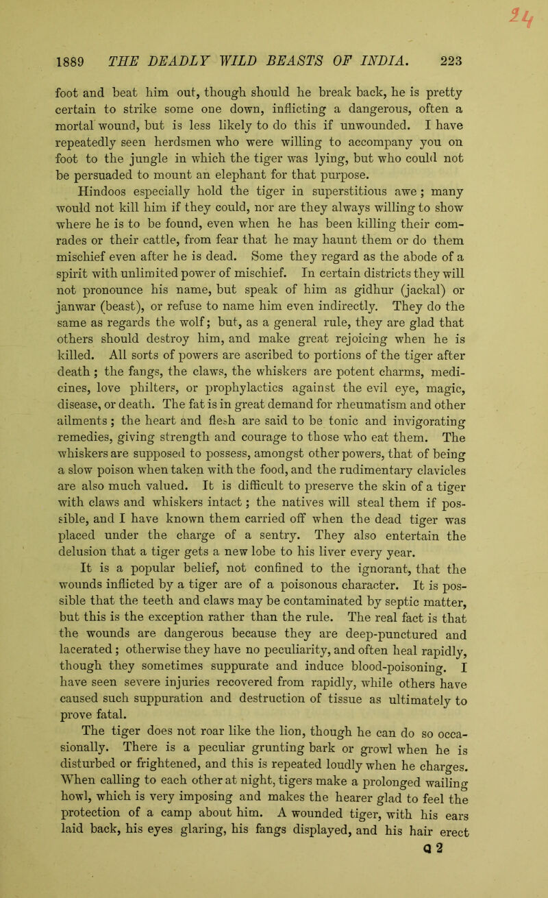 foot and beat him out, though should he break back, he is pretty certain to strike some one down, inflicting a dangerous, often a mortal wound, but is less likely to do this if unwounded. I have repeatedly seen herdsmen who were willing to accompany you on foot to the jungle in wdiich the tiger was lying, but who could not be persuaded to mount an elephant for that purpose. Hindoos especially hold the tiger in superstitious awe; many would not kill him if they could, nor are they always willing to show •where he is to be found, even when he has been killing their com- rades or their cattle, from fear that he may haunt them or do them mischief even after he is dead. Some they regard as the abode of a spirit with unlimited power of mischief. In certain districts they will not pronounce his name, but speak of him as gidhur (jackal) or janwar (beast), or refuse to name him even indirectly. They do the same as regards the wolf; but, as a general rule, they are glad that others should destroy him, and make great rejoicing when he is killed. All sorts of powers are ascribed to portions of the tiger after death; the fangs, the claws, the whiskers are potent charms, medi- cines, love philters, or prophylactics against the evil eye, magic, disease, or death. The fat is in great demand for rheumatism and other ailments; the heart and flesh are said to be tonic and invigorating remedies, giving strength and courage to those who eat them. The whiskers are supposed to possess, amongst other powers, that of being a slow poison when taken with the food, and the rudimentary clavicles are also much valued. It is difficult to preserve the skin of a tiger with claws and whiskers intact; the natives will steal them if pos- sible, and I have known them carried off when the dead tiger was placed under the charge of a sentry. They also entertain the delusion that a tiger gets a new lobe to his liver every year. It is a popular belief, not confined to the ignorant, that the wounds inflicted by a tiger are of a poisonous character. It is pos- sible that the teeth and claws may be contaminated by septic matter, but this is the exception rather than the rule. The real fact is that the wounds are dangerous because they are deep-punctured and lacerated; otherwise they have no peculiarity, and often heal rapidly, though they sometimes suppurate and induce blood-poisoning. I have seen severe injuries recovered from rapidly, while others have caused such suppuration and destruction of tissue as ultimately to prove fatal. The tiger does not roar like the lion, though he can do so occa- sionally. There is a peculiar grunting bark or growl when he is disturbed or frightened, and this is repeated loudly when he charges. When calling to each other at night, tigers make a prolonged wailing howl, which is very imposing and makes the hearer glad to feel the protection of a camp about him. A wounded tiger, with his ears laid back, his eyes glaring, his fangs displayed, and his hair erect <3 2