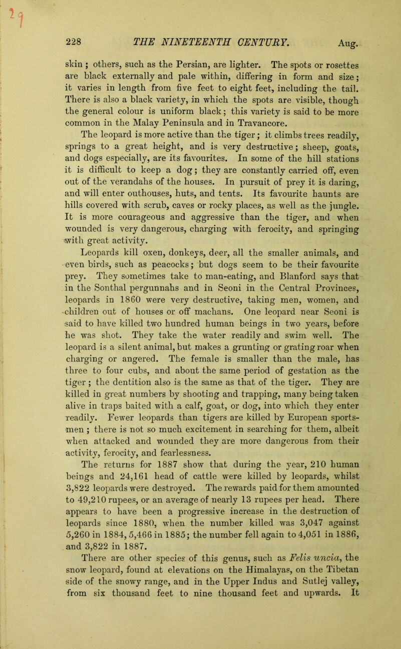 Au g. skin ; others, such as the Persian, are lighter. The spots or rosettes are black externally and pale within, dififering in form and size; it varies in length from five feet to eight feet, including the tail. There is also a black variety, in which the spots are visible, though the general colour is uniform black; this variety is said to be more common in the Malay Peninsula and in Travancore. The leopard is more active than the tiger; it climbs trees readily, springs to a great height, and is very destructive; sheep, goats, and dogs especially, are its favourites. In some of the hill stations it is difficult to keep a dog; they are constantly carried off, even out of the verandahs of the houses. In pursuit of prey it is daring, and will enter outhouses, huts, and tents. Its favourite haunts are hills covered with scrub, caves or rocky places, as well as the jungle. It is more courageous and aggressive than the tiger, and when wounded is very dangerous, charging with ferocity, and springing with great activity. Leopards kill oxen, donkeys, deer, all the smaller animals, and • even birds, such as peacocks; but dogs seem to be their favourite prey. They sometimes take to man-eating, and Blanford says that in the Sonthal pergunnahs and in Seoni in the Central Provinces, leopards in 1860 were very destructive, taking men, women, and • children out of houses or off machans. One leopard near Seoni is «aid to have killed two hundred human beings in two years, before he was shot. They take the water readily and swim well. The leopard is a silent animal, but makes a grunting or grating roar when charging or angered. The female is smaller than the male, has three to four cubs, and about the same period of gestation as the tiger ; the dentition also is the same as that of the tiger. They are killed in great numbers by shooting and trapping, many being taken alive in traps baited with a calf, goat, or dog, into which they enter readily. Fewer leopards than tigers are killed by European sports- men ; there is not so much excitement in searching for them, albeit when attacked and wounded they are more dangerous from their •activity, ferocity, and fearlessness. The returns for 1887 show that during the year, 210 human beings and 24,161 head of cattle were killed by leopards, whilst 3,822 leopards were destroyed. The rewards paid for them amounted to 49,210 rupees, or an average of nearly 13 rupees per head. There appears to have been a progressive increase in the destruction of leopards since 1880, when the number killed was 3,047 against 5,260 in 1884, 5,466 in 1885; the number fell again to 4,051 in 1886, and 3,822 in 1887. There are other species of this genus, such as Felis uncia, the snow leopard, found at elevations on the Himalayas, on the Tibetan side of the snowy range, and in the Upper Indus and Sutlej valley, from six thousand feet to nine thousand feet and upwards. It