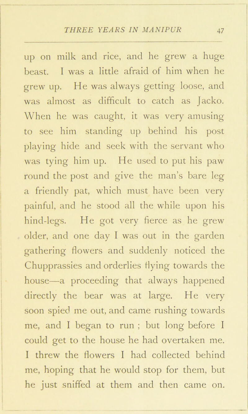 up on milk and rice, and he grew a huge beast. I was a little afraid of him when he grew up. He was always getting loose, and was almost as difficult to catch as Jacko. When he was caught, it was very amusing to see him standing up behind his post playing hide and seek with the servant who was tying him up. He used to put his paw round the post and give the man’s bare leg a friendly pat, which must have been very painful, and he stood all the while upon his hind-legs. He got very fierce as he grew older, and one day I was out in the garden gathering flowers and suddenly noticed the Chupprassies and orderlies flying towards the house—a proceeding that always happened directly the bear was at large. He very soon spied me out, and came rushing towards me, and I began to run ; but long before I could get to the house he had overtaken me. I threw the flowers I had collected behind me, hoping that he would stop for them, but he just sniffed at them and then came on.