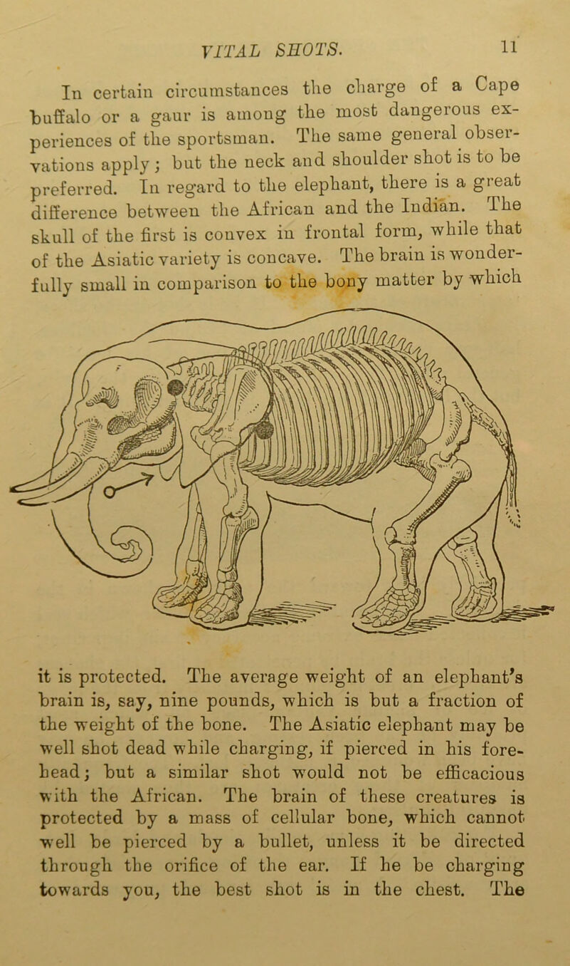 In certain circumstances the charge of a Cape buffalo or a gaur is among the most dangerous ex- periences of the sportsman. The same general obser- vations apply ; but the neck and shoulder shot is to be preferred. In regard to the elephant, there is a great difference between the African and the Indian. I he skull of the first is convex in frontal form, while that of the Asiatic variety is concave. The brain is wondei- fully small in comparison to the bony matter by which it is protected. The average weight of an elephant’s brain is, say, nine pounds, which is but a fraction of the weight of the bone. The Asiatic elephant may be well shot dead while charging, if pierced in his fore- head; but a similar shot wyould not be efficacious with the African. The brain of these creatures is protected by a mass of cellular bone, which cannot well be pierced by a bullet, unless it be directed through the orifice of the ear. If he be charging towards you, the best shot is in the chest. The