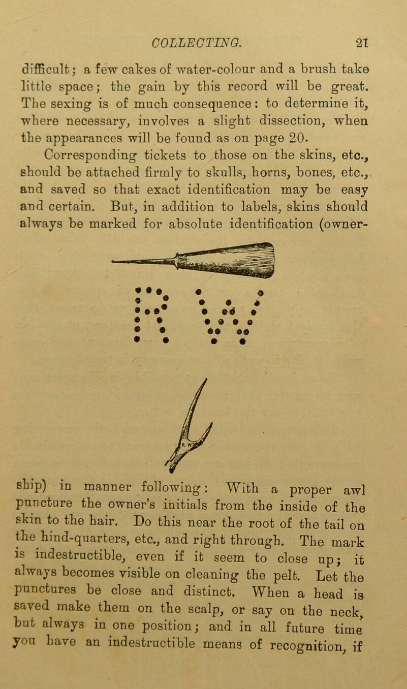 difficult; a few cakes of water-colour and a brush take little space; the gain by this record will be great. The sexing is of much consequence: to determine it, where necessary, involves a slight dissection, when the appearances will be found as on page 20. Corresponding tickets to those on the skins, etc., should be attached firmly to skulls, horns, bones, etc., and saved so that exact identification may be easy and certain. But, in addition to labels, skins should always be marked for absolute identification (owner- • • t 0 0 • * • • 4 • o •* • • • • 0 0 0 0 • • 00 00 • • 0 0 ship) in manner following: With a proper awl puncture the owner’s initials from the inside of the skin to the hair. Do this near the root of the tail on the hind-quarters, etc., and right through. The mark is indestructible, even if it seem to close up; it always becomes visible on cleaning the pelt. Let the punctures be close and distinct. When a head is saved make them on the scalp, or say on the neck, but always in one position; and in all future time you have an indestructible means of recognition, if