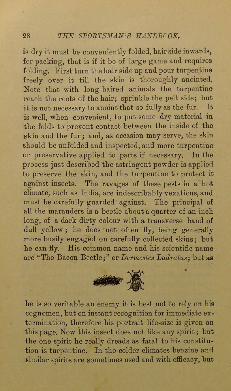 is dry it must be conveniently folded, hair side inwards, for packing, that is if it be of large game and requires folding. First turn the hair side up and pour turpentine freely over it till the skin is thoroughly anointed. Note that with long-haired animals the turpentine reach the roots of the hair; sprinkle the pelt side; but it is not necessary to anoint that so fully as the fur. It is well, when convenient, to put some dry material in the folds to prevent contact between the inside of the skin and the fur; and, as occasion may serve, the skin should be unfolded and inspected, and more turpentine or preservative applied to parts if necessary. In the process just described the astringent powder is applied to preserve the skin, and the turpentine to protect it against insects. The ravages of these pests in a hot climate, such as India, are indescribably vexatious, and must be carefully guarded against. The principal of all the marauders is a beetle about a quarter of an inch long, of a dark dirty colour with a transverse band of dull yellow; he does not often fly, being generally more busily engaged on carefully collected skins; but he can fly. His common name and his scientific name are “The Bacon Beetle;” or Dermestes Ladratus’, but as he is so veritable an enemy it is best not to rely on his cognomen, but on instant recognition for immediate ex- termination, therefore his portrait life-size is given on this page. Now this insect does not like any spirit; but the one spirit he really dreads as fatal to his constitu- tion is turpentine. In the colder climates benzine and similar spirits are sometimes used and with efficacy, but