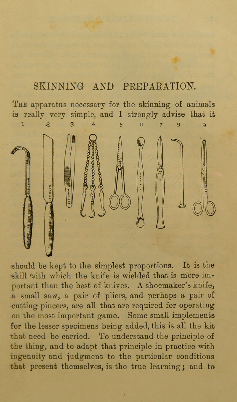 SKINNING AND PREPARATION. The apparatus necessary for the skinning of animals is really very simple, and I strongly advise that ifc 1 2 3 4 5678 9 should be kept to the simplest proportions. It is the skill mith which the knife is wielded that is more im- portant than the best of knives. A shoemaker’s knife, a small saw, a pair of pliers, and perhaps a pair of cutting pincers, are all that are required for operating on the most important game. Some small implements for the lesser specimens being added, this is all the kit that need be carried. To understand the principle of the thing, and to adapt that principle in practice with ingenuity and -judgment to the particular conditions that present themselves, is the true learning; and to