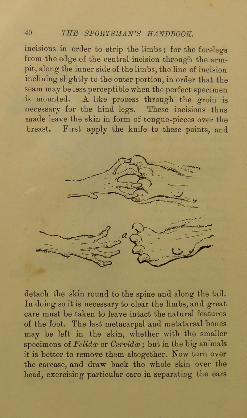 incisions in order to strip tlie limbs; for tbe forelegs from the edge of the central incision through the arm- pit, along the inner side of the limbs, the line of incision inclining slightly to the outer portion, in order that the seam may be less perceptible when the perfect specimen is mounted. A like process through the groin is necessary for the hind legs. These incisions thus made leave the skin in form of tongue-pieces over the breast. First apply the knife to these points, and detach the skin round to the spine and along the tail. In doing so it is necessary to clear the limbs, and great care must be taken to leave intact the natural features of the foot. The last metacarpal and metatarsal bones may be left in the skin, whether with the smaller specimens of Felidce or Gervidce ; but in the big animals it is better to remove them altogether. Now turn over the carcase, and draw back the whole skin over the head, exercising particular care in separating the ears