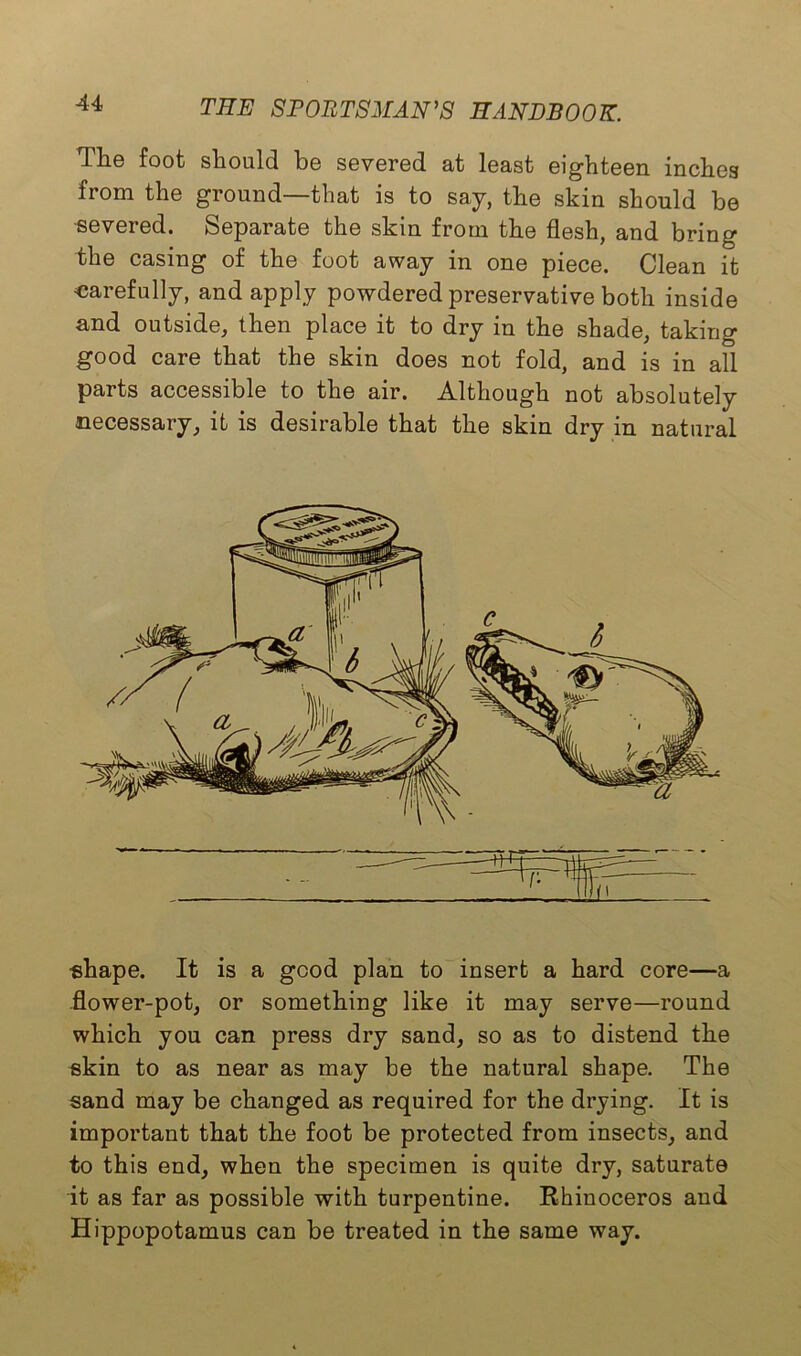 The foot should be severed at least eighteen inches from the ground—that is to say, the skin should be severed. Separate the skin from the flesh, and bring the casing of the foot away in one piece. Clean it carefully, and apply powdered preservative both inside and outside, then place it to dry in the shade, taking good care that the skin does not fold, and is in all parts accessible to the air. Although not absolutely necessary, it is desirable that the skin dry in natural shape. It is a good plan to insert a hard core—a .flower-pot, or something like it may serve—round which you can press dry sand, so as to distend the skin to as near as may be the natural shape. The sand may be changed as required for the drying. It is important that the foot be protected from insects, and to this end, when the specimen is quite dry, saturate it as far as possible with turpentine. Rhinoceros and Hippopotamus can be treated in the same way.