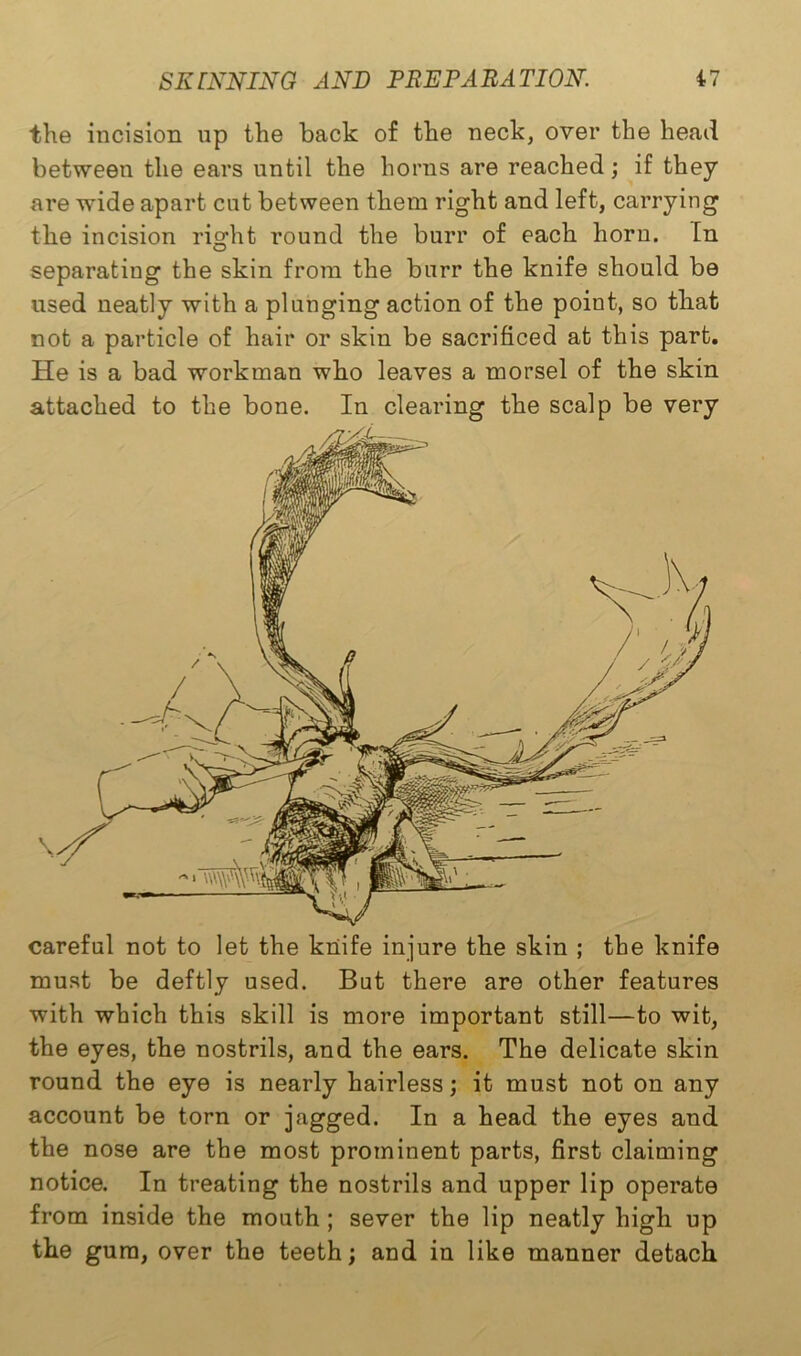 careful not to let the knife injure the skin ; the knife must be deftly used. But there are other features ■with which this skill is more important still—to wit, the eyes, the nostrils, and the ears. The delicate skin round the eye is nearly hairless; it must not on any account be torn or jagged. In a head the eyes and the nose are the most prominent parts, first claiming notice. In treating the nostrils and upper lip operate from inside the mouth ; sever the lip neatly high up the gum, over the teeth; and in like manner detach SKINNING AND PREPARATION. 47 the incision up the back of the neck, over the head between the ears until the horns are reached; if they are wide apart cut between them right and left, carrying the incision right round the burr of each horn. In separating the skin from the burr the knife should be used neatly with a plunging action of the point, so that not a particle of hair or skin be sacrificed at this part. He is a bad workman who leaves a morsel of the skin
