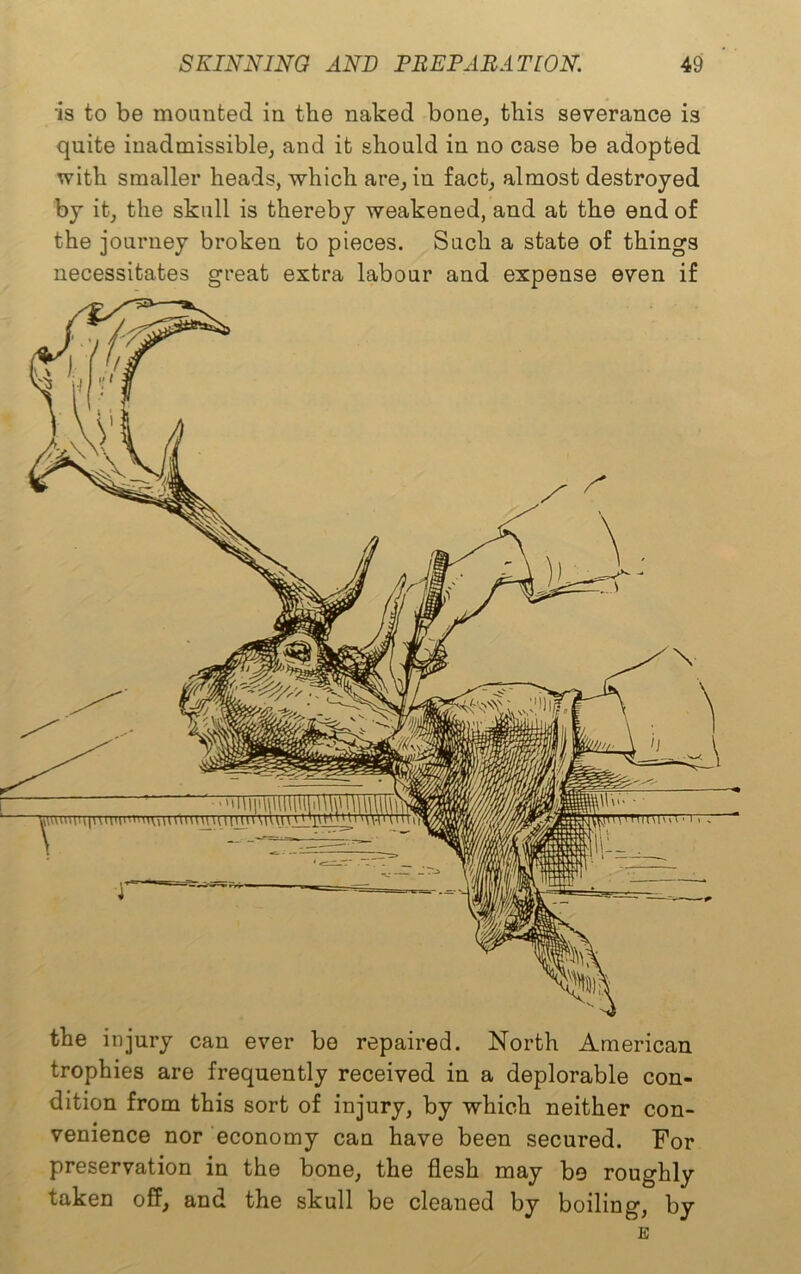 is to be mounted in the naked bone, this severance is quite inadmissible, and it should in no case be adopted with smaller heads, which are, in fact, almost destroyed by it, the skull is thereby weakened, and at the end of the journey broken to pieces. Such a state of things necessitates great extra labour and expense even if the injury can ever be repaired. North American trophies are frequently received in a deplorable con- dition from this sort of injury, by which neither con- venience nor economy can have been secured. For preservation in the bone, the flesh may be roughly taken off, and the skull be cleaned by boiling, by