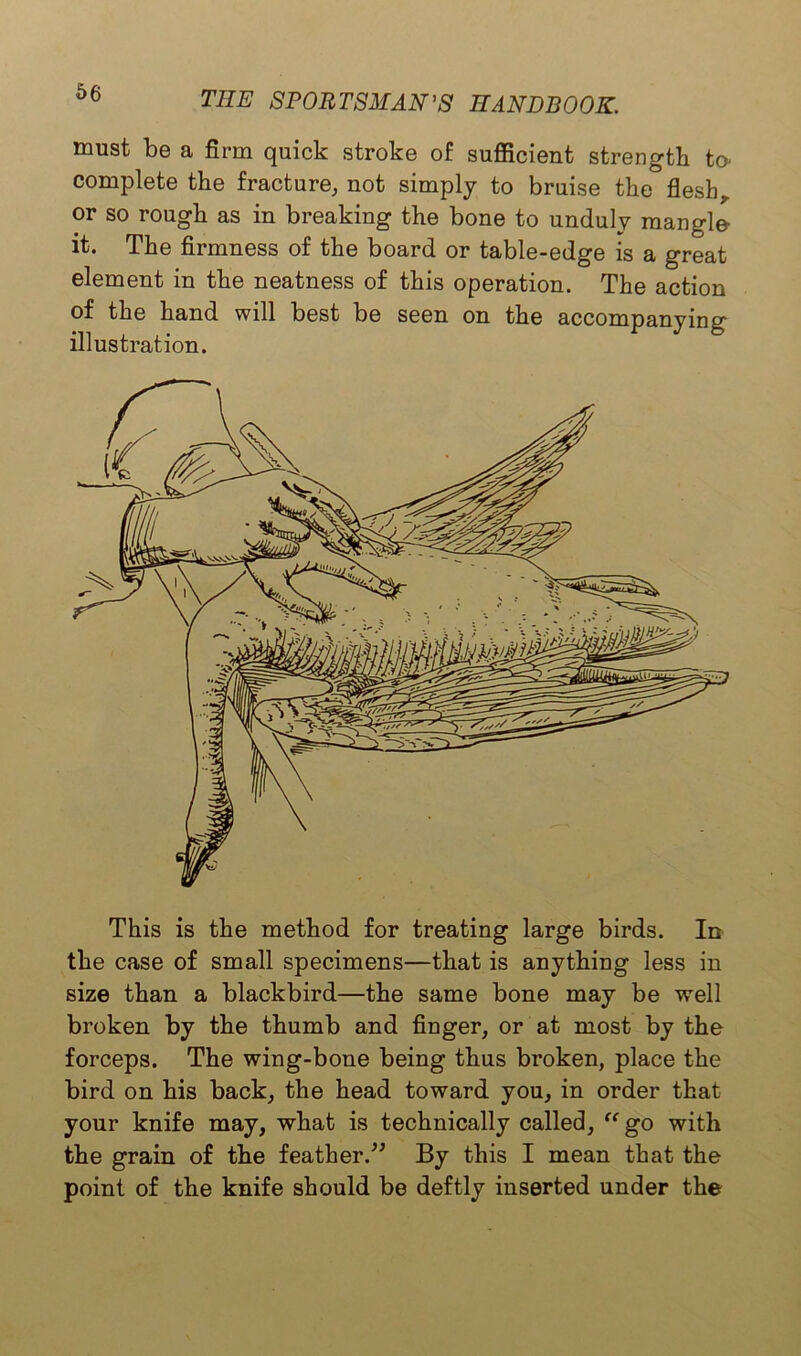 must be a firm quick stroke of sufficient strength to complete the fracture, not simply to bruise the flesh, or so rough as in breaking the bone to unduly mangle it. The firmness of the board or table-edge is a great element in the neatness of this operation. The action of the hand will best be seen on the accompanying illustration. This is the method for treating large birds. In the case of small specimens—that is anything less in size than a blackbird—the same bone may be well broken by the thumb and finger, or at most by the forceps. The wing-bone being thus broken, place the bird on his back, the head toward you, in order that your knife may, what is technically called, “ go with the grain of the feather.” By this I mean that the point of the knife should be deftly inserted under the