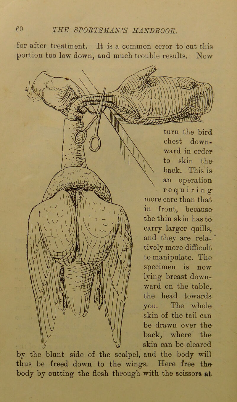 for after treatment. It is a common error to cut this portion too low down, and much trouble results. Now turn the bird chest down- ward in order to skin the back. This is an operation requiring more care than that in front, because the thin skin has to carry larger quills,, and they are rela-' tively more difficult to manipulate. The specimen is now lying breast down- ward on the table,, the head towards you. The whole- skin of the tail can be drawn over the back, where the skin can be cleared by the blunt side of the scalpel, and the body will thus be freed down to the wings. Here free the- body by cutting the flesh through with the scissors at.