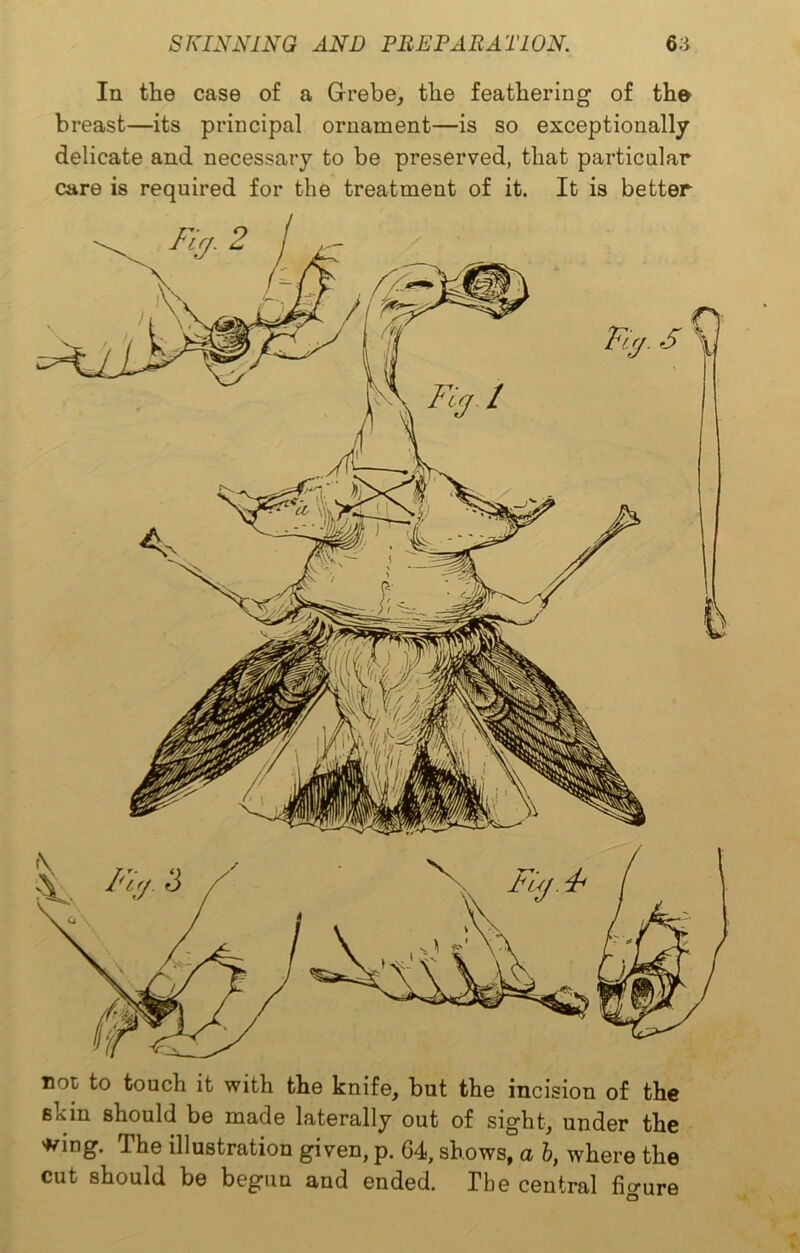 In the case of a Grebe, the feathering of the breast—its principal ornament—is so exceptionally delicate and necessary to be preserved, that particular care is required for the treatment of it. It is better not to touch it with the knife, but the incision of the skin should be made laterally out of sight, under the wing. The illustration given, p. 64, shows, a b, where the cut should be begun and ended. The central figure