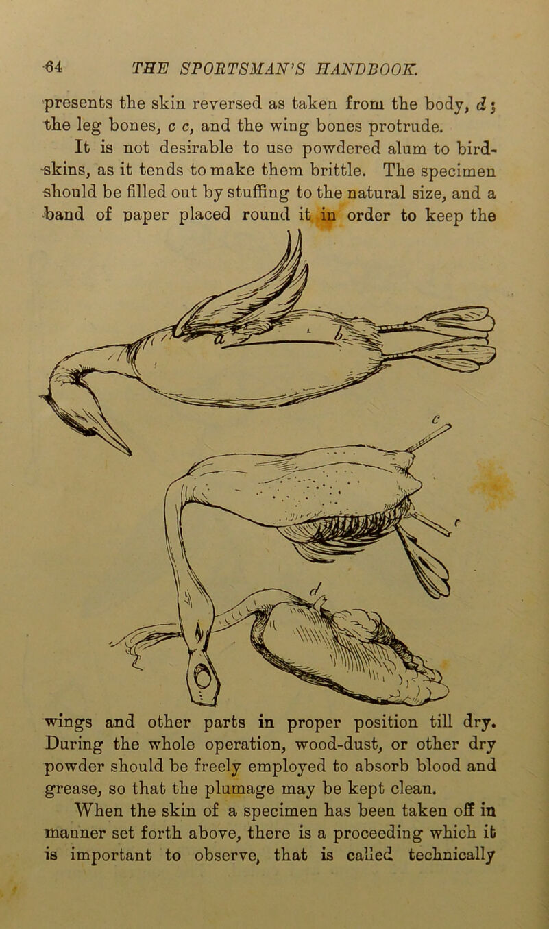 presents the skin reversed as taken from the body, d j the leg bones, c c, and the wing bones protrude. It is not desirable to use powdered alum to bird- skins, as it tends to make them brittle. The specimen should be filled out by stuffing to the natural size, and a band of paper placed round it in order to keep the wings and other parts in proper position till dry. During the whole operation, wood-dust, or other dry powder should be freely employed to absorb blood and grease, so that the plumage may be kept clean. When the skin of a specimen has been taken off in manner set forth above, there is a proceeding which it is important to observe, that is called technically