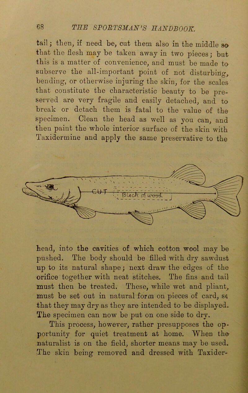 tail; then, if need be, cut them also in the middle so that the flesh may be taken away in two pieces; but this is a matter of convenience, and must be made to subserve the all-important point of not disturbing, bending, or otherwise injuring the skin, for the scales that constitute the characteristic beauty to be pre- served are very fragile and easily detached, and to break or detach them is fatal to the value of the specimen. Clean the head as well as you can, and then paint the whole interior surface of the skin with Taxidermine and apply the same preservative to the head, into the cavities of which cotton wool may be pushed. The body should be filled with dry sawdust up to its natural shape; next draw the edges of the orifice together with neat stitches. The fins and tail must then be treated. These, while wet and pliant, must be set out in natural form on pieces of card, sd that they may dry as they are intended to be displayed. The specimen can now be put on one side to dry. This process, however, rather presupposes the op- portunity for quiet treatment at home. When the- naturalist is on the field, shorter means may be used. The skin beinsr removed and dressed with Taxider-