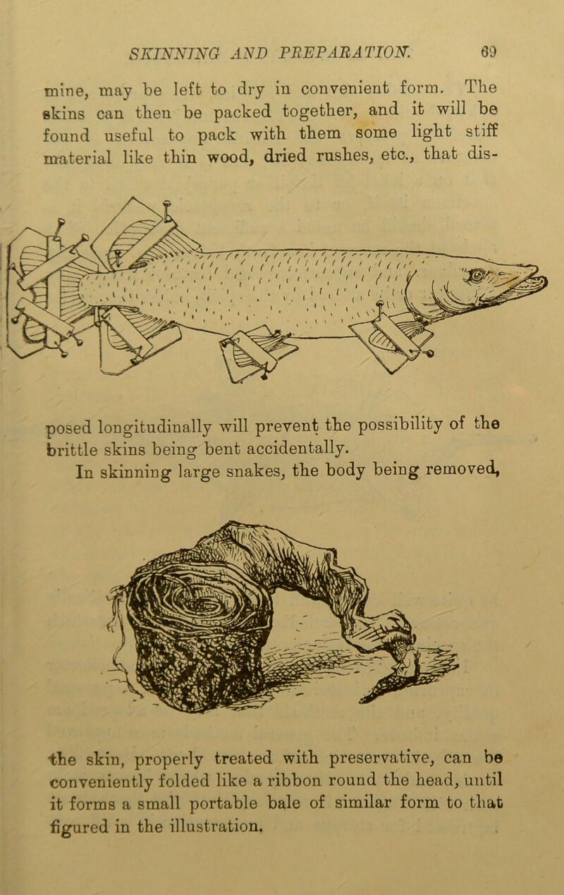mine, may be left to dry in convenient form. The skins can then be packed together, and it will be found useful to pack with them some light stiff material like thin wood, dried rushes, etc., that dis- posed longitudinally will prevent the possibility of the brittle skins being bent accidentally. In skinning large snakes, the body being removed. the skin, properly treated with preservative, can be conveniently folded like a ribbon round the head, until it forms a small portable bale of similar form to that figured in the illustration.