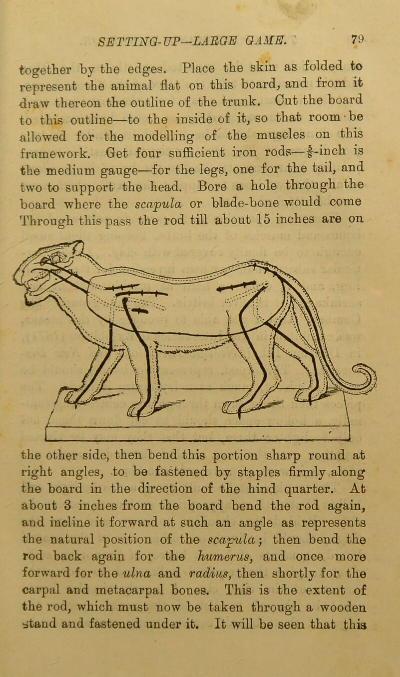 together by the edges. Place the skin as folded to represent the animal flat on this board,, and from it draw thereon the outline of the trunk. Out the board to this outline—to the inside of it, so that room • be allowed for the modelling of the muscles on this framework. Get four sufficient iron rods—f-inch is the medium gauge—for the legs, one for the tail, and two to support the head. Bore a hole through the board where the scapulai or blade-bone would come Through this pass the rod till about 15 inches are on the other side, then bend this portion sharp round at right angles, to be fastened by staples firmly along the board in the direction of the hind quarter. At about 3 inches from the board bend the rod again, and incline it forward at such an angle as represents the natural position of the scapula; then bend the rod back again for the humerus, and once more forward for the ulna and radius, then shortly for the carpal and metacarpal bones. This is the extent of the rod, which must now be taken through a wooden titand and fastened under it. It will be seen that this