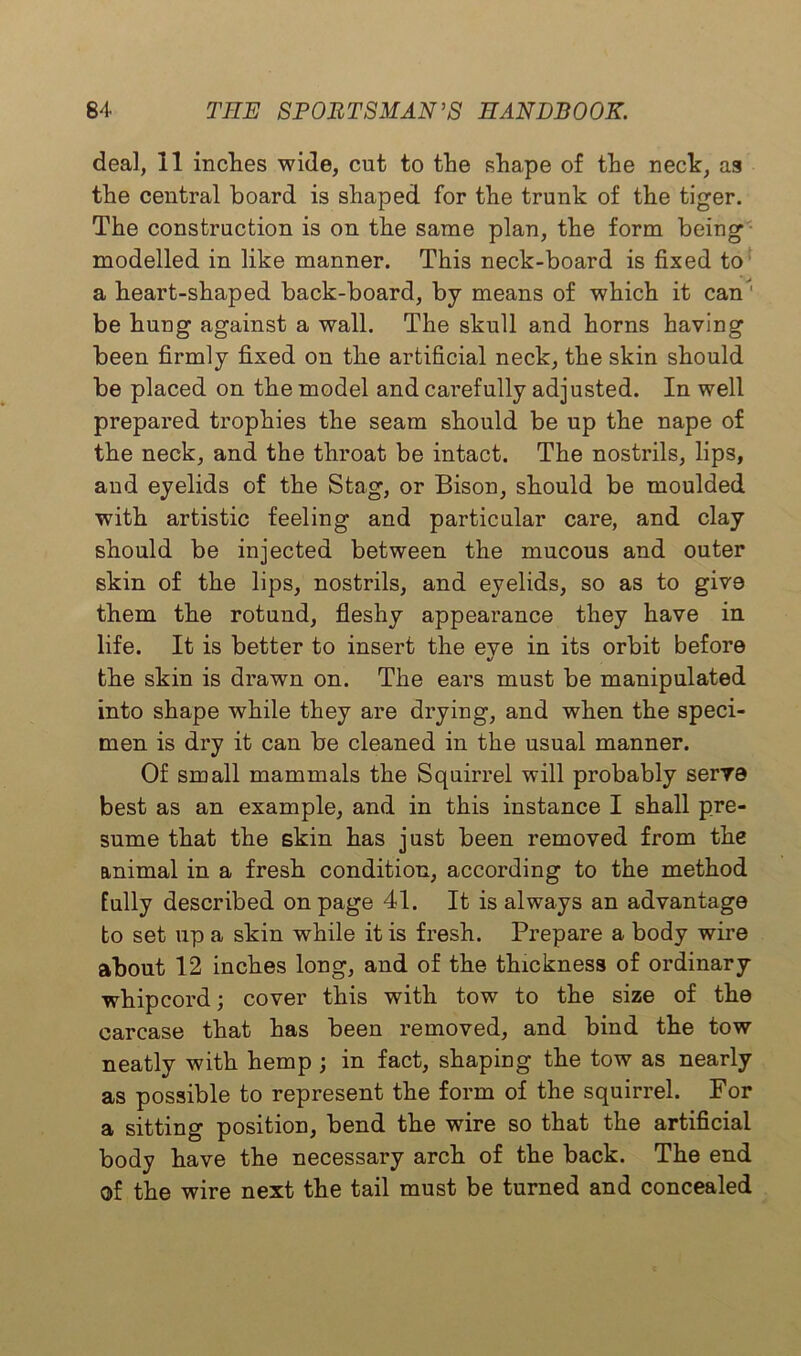deal, 11 inches wide, cut to the shape of the neck, as the central board is shaped for the trunk of the tiger. The construction is on the same plan, the form being modelled in like manner. This neck-board is fixed to a heart-shaped back-board, by means of which it can' be hung against a wall. The skull and horns having been firmly fixed on the artificial neck, the skin should be placed on the model and carefully adjusted. In well prepared trophies the seam should be up the nape of the neck, and the throat be intact. The nostrils, lips, and eyelids of the Stag, or Bison, should be moulded with artistic feeling and particular care, and clay should be injected between the mucous and outer skin of the lips, nostrils, and eyelids, so as to give them the rotund, fleshy appearance they have in life. It is better to insert the eye in its orbit before the skin is drawn on. The ears must be manipulated into shape while they are drying, and when the speci- men is dry it can be cleaned in the usual manner. Of small mammals the Squirrel will probably serve best as an example, and in this instance I shall pre- sume that the skin has just been removed from the animal in a fresh condition, according to the method fully described on page 41. It is always an advantage to set up a skin while it is fresh. Prepare a body wire about 12 inches long, and of the thickness of ordinary whipcord; cover this with tow to the size of the carcase that has been removed, and bind the tow neatly with hemp ; in fact, shaping the tow as nearly as possible to represent the form of the squirrel. For a sitting position, bend the wire so that the artificial body have the necessary arch of the back. The end of the wire next the tail must be turned and concealed