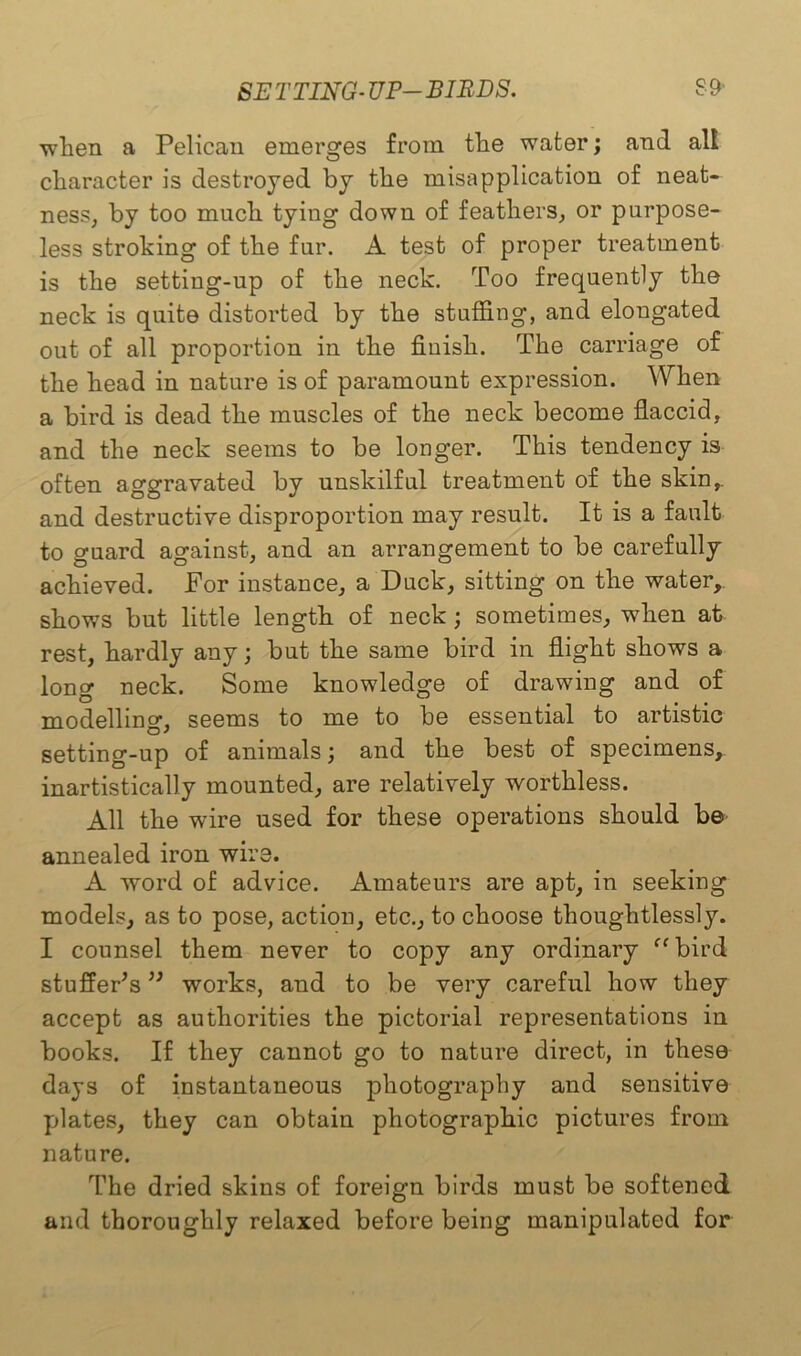 when a Pelican emerges from the water; and alt character is destroyed by the misapplication of neat- ness, by too much tying down of feathers, or purpose- less stroking of the fur. A test of proper treatment is the setting-up of the neck. Too frequently the neck is quite distorted by the stuffing, and elongated out of all proportion in the finish. The carriage of the head in nature is of paramount expression. When a bird is dead the muscles of the neck become flaccid, and the neck seems to be longer. This tendency is often aggravated by unskilful treatment of the skin,, and destructive disproportion may result. It is a fault to guard against, and an arrangement to be carefully achieved. For instance, a Duck, sitting on the water, shows but little length of neck; sometimes, when at rest, hardly any; but the same bird in flight shows a long neck. Some knowledge of drawing and of modelling, seems to me to be essential to artistic setting-up of animals; and the best of specimens, inartistically mounted, are relatively worthless. All the wire used for these operations should be annealed iron wire. A word of advice. Amateurs are apt, in seeking models, as to pose, action, etc., to choose thoughtlessly. I counsel them never to copy any ordinary ff bird stuffer’s ” works, and to be very careful how they accept as authorities the pictorial representations in books. If they cannot go to nature direct, in these days of instantaneous photography and sensitive plates, they can obtain photographic pictures from nature. The dried skins of foreign birds must be softened and thoroughly relaxed before being manipulated for