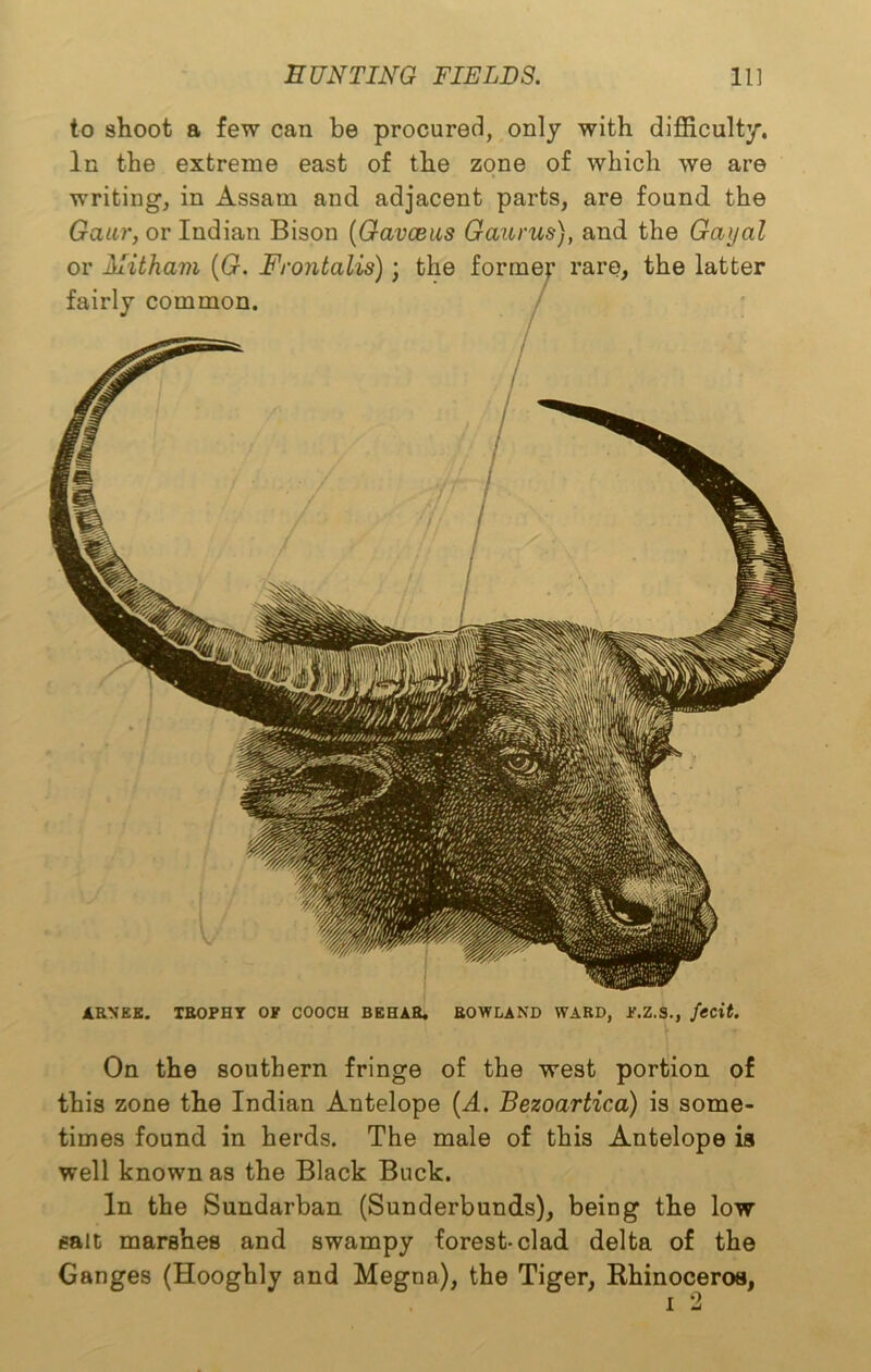 to shoot a few can be procured, only with difficulty. In the extreme east of the zone of which we are writing, in Assam and adjacent parts, are found the Gaur, or Indian Bison (Gavceus Gaurus), and the Gayal or Alitham (G. Frontalis); the former rare, the latter fairly common. / On the southern fringe of the west portion of this zone the Indian Antelope [A. Bezoartica) is some- times found in herds. The male of this Antelope is well known as the Black Buck. In the Sundarban (Sunderbunds), being the low salt marshes and swampy forest clad delta of the Ganges (Hooghly and Megna), the Tiger, Rhinoceros, i 2 ARNEE. TROPHY OF COOCH ROWLAND WARD, F.Z.S., fecit.