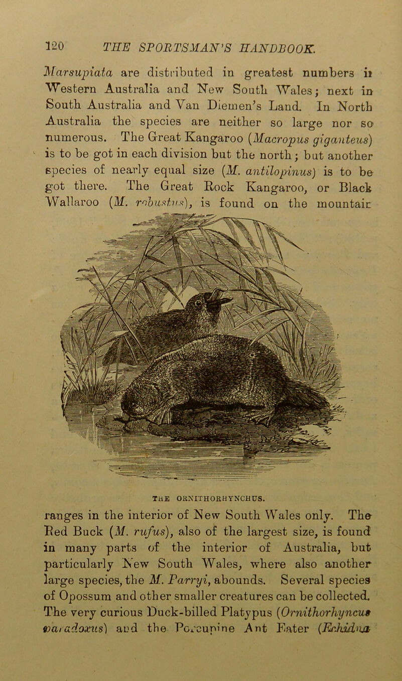 Bed Buck (M. rufus), also of the largest size, is found in many parts of the interior of Australia, but particularly New South Wales, where also another large species, the M. Farryi, abounds. Several species of Opossum and other smaller creatures can be collected. The very curious Duck-billed Platypus (Ornithorhyncus wcuadoxus) and the Porcupine Ant Eater (ErJiddnn TilE ORNITHORHYNCHUS. 120 TEE SPORTSMAN’S HANDBOOK. Marsupiata are distributed in greatest numbers it Western Australia and New South Wales; next in South Australia and Van Diemen’s Land. In North Australia the species are neither so large nor so numerous. The Great Kangaroo (Macropus giganteus) is to be got in each division but the north; but another species of nearly equal size (M. antilopinus) is to be got there. The Great Rock Kangaroo, or Black Wallaroo (M. robustns), is found on the mountain