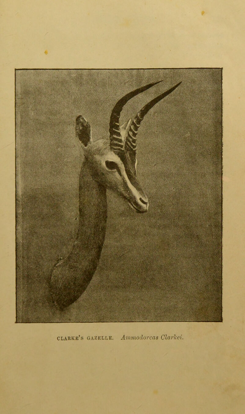 T Clarke’s gazelle. Ammodorcas Clarkei