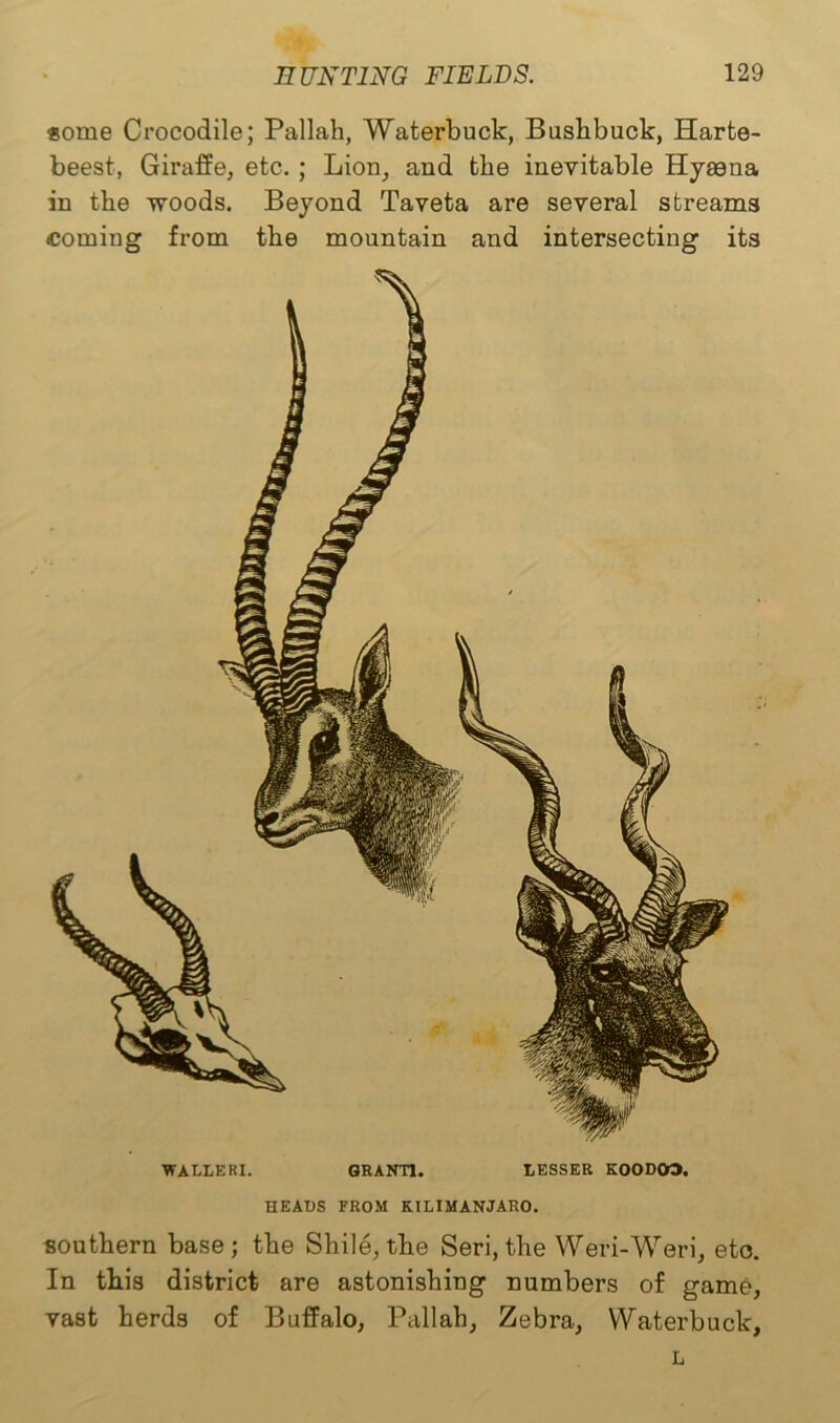 some Crocodile; Pallah, Waterbuck, Bushbuck, Harte- beest, Giraffe, etc. ; Lion, and the inevitable Hyaena in the woods. Beyond Taveta are several streams coming from the mountain and intersecting its WALLERI. GRANT1. LESSER K00D03. HEALS FROM KILIMANJARO. southern base; the Shile, the Seri, the Weri-Weri, eto. In this district are astonishing numbers of game, vast herds of Buffalo, Pallah, Zebra, Waterbuck, L