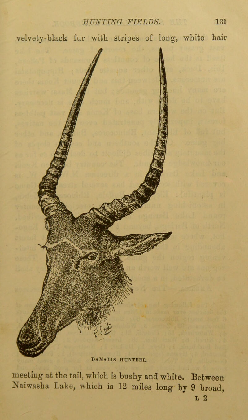 velvety-black fur with stripes of long, white hair DAMAU3 HUNTERI. meeting at the tail, which is bushy and white. Between Naiwasha Lake, which is 12 miles long by 9 broad, l 2