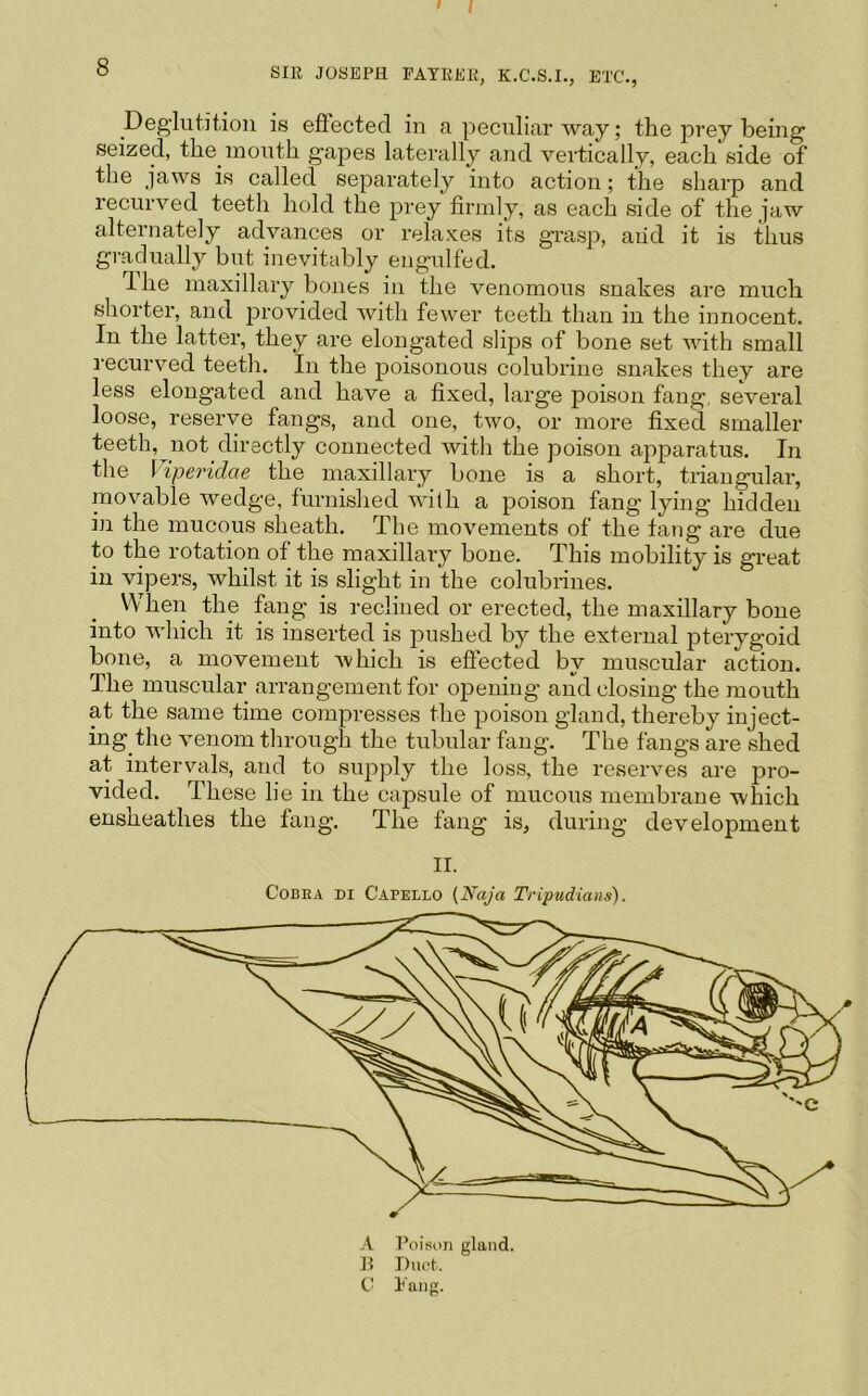 Deglutition is effected in a peculiar way; the jjrey being seized, the mouth gapes laterally and vertically, each side of the jaws is called separately into action; the sharp and recurved teeth hold the prey firmly, as each side of the jaw alternately advances or relaxes its gi’asp, aiid it is thus gradually but inevitably engulfed. Ihe maxillary bones in the venomous snakes are much shorter, and provided with fewer teeth than in the innocent. In the latter, they are elongated slips of bone set with small recurved teeth. In the poisonous colubrine snakes they are less elongated and have a fixed, large poison fang, several loose, reserve fangs, and one, two, or more fixed smaller teeth,^not_directly connected with the poison apparatus. In the Viperidae the maxillary bone is a short, triangular, movable wedge, furnished with a poison fang lying hidden in the mucous sheath. The movements of the fang are due to the rotation of the maxillary bone. This mobility is great in vipers, whilst it is slight in the colubrines. When the fang is reclined or erected, the maxillary bone into which it is inserted is jjushed by the external pterygoid bone, a movement which is effected by muscular action. The muscular arrangement for opening and closing the mouth at the same time compresses the poison gland, thereby inject- ing the venom through the tubular fang. The fangs are shed at intervals, and to supply the loss, the reserves are pro- vided. These lie in the capsule of mucous membrane which ensheathes the fang. The fang is, during development II. Cobra di Capello (Naja Tripudians). A Poison gland. B Duct. C I'nng.