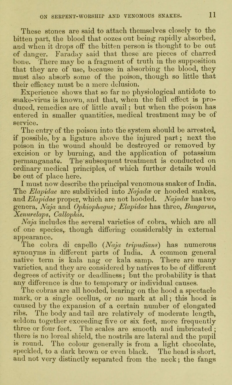 These stones are said to attach themselves closely to the bitten part, the blood that oozes out being rapidly absorbed, and when it drops off the bitten person is thought to be out of danger. Faraday said that these are pieces of charred bone. There may be a fragment of trutli in the supposition that they are of use, because in absorbing the blood, they must also absorb some of the poison, though so little that their efficacy must be a mere delusion. Experience shows that so far no physiological antidote to snake-virus is known, and that, when the full effect is pro- duced, remedies are of little avail; but when the poison has entered in smaller quantities, medical treatment may be of service. The entry of the poison into the system should be aiTested, if possible, by a ligature above the injured part; next the poison in the wound should be destroyed or removed by excision or by burning, and the application of potassium permanganate. The'subsequent treatment is conducted on ordinai’y medical principles, of which further details would be out of place here. I must now describe the principal venomous snakes of India. The Elapidae are subdivided into Najadce or hooded snakes, and Elapidae proper, which are not hooded. Najadai has two genera, Naja and Ophiophagus; Elapidae has three, Bungarits, Xeniirelaps, Callophis. Naja includes the several varieties of cobra, which are all of one species,, though differing considerably in external appearance. The cobra di capello {Naja triptudians) has numerous synonyms in different parts of India. A common general native term is kala nag or kala samp. There are many varieties, and they are considered by natives to be of different degrees of activity or deadliness; but the probability is that any difference is due to temporary or individual causes. The cobras are all hooded, bearing on the hood a spectacle mark, or a single ocellus, or no mark at all; this hood is caused by the expansion of a certain number of elongated ribs. The body and tail are relatively of moderate length, seldom together exceedina: five or six feet, more frequently three or four feet. The scales are smooth and imbricated ; there is no loreal shield, the nostrils are lateral and the pupil is round. The colour generally is from a light chocolate, speckled, to a dark brown or even black. The head is short, and not very distinctly separated from the neck; the fangs