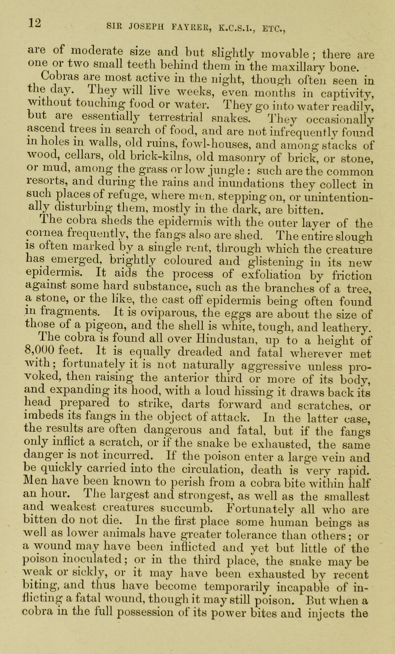 aie of moderate size and but slightly movable; there are one 01 two small teeth behind them in the maxillary bone. Cobias are most active in the night, though often seen in the day. They wall live weeks, even months in captivity. Without touching food or water. They go into water readily, but are essentially terrestrial snakes. They occasionally ascend trees in search of food, and are not infrequently found in holes in walls, old ruins, fowl-houses, and among stacks of wood, cellars, old brick-kilns, old masonry of brick, or stone, oi mud, among the grass or low jungle : such are the common lesorts, and during the rains and inundations they collect in such places of refuge, where men. stepping on, or unintention- ally disturbing them, mostly in the dark, are bitten. The cobra sheds the epidermis wdth the outer layer of the coinea frequently, the fangs also are shed. The entire slough ^ often marked by a single rent, through which the creature has emerged, brightly coloured and glistening in its new epidermis. It aids the process of exfoliation by friction against some hard substance, such as the branches of a tree, a stone, or the like, the cast off epidermis being often found in fragments. It is oviparous, the eggs are about the size of those of a pigeon, and the shell is w^hice, tough, and leathery. The cobra is found all over Hindustan, up to a height of 8,000 feet. It is equally dreaded and fatal wdierever met with; fortunately it is not naturally aggressive unless pro- voked, then raising the anterior third or more of its body, and expanding its hood, with a loud hissing it draws back its head prepared to strike, darts forward and scratches, or imbeds its fangs in the object of attack. In the latter case, the results are often dangerous and fatal, but if the fangs only inflict a scratch, or if the snake be exhausted, the same danger is not incurred. If the poison enter a large vein and be quickly carried into the circulation, death is very rapid. Men have been known to perish from a cobra bite within half an hour. I he largest and strongest, as well as the smallest and weakest creatures succumb. Fortunately all who are bitten do not die. In the first place some human beings as well as lower animals have greater tolerance than others; or a wound may have been inflicted and yet but little of the poison inoculated; or in the third place, the snake may be weak or sickly, or it may have been exhausted by recent biting, and thus have become temporarily incapable of in- flicting a fatal wmund, though it may still poison. But when a cobra in the full possession of its power bites and injects the
