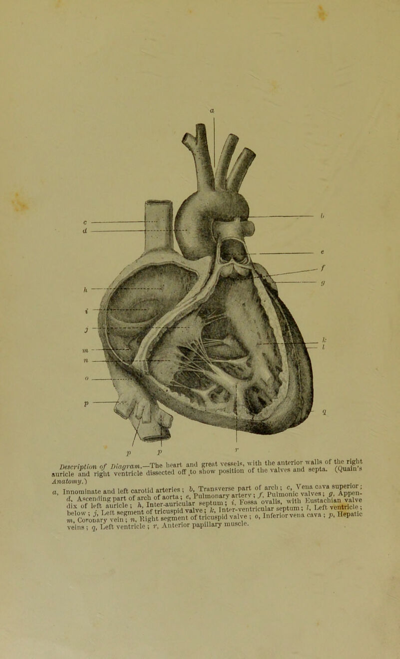 a nefcriolion nf The heart am\ great vceaels, with the anterior walls of the right auricle n^nd right ventricle dissected off to show position of the valves and septa. (Qualn Anatomy.) a. Innominate and lett carotid arteries; b Transverse veins; q. Left ventricle ; r. Anterior papillary muscle.