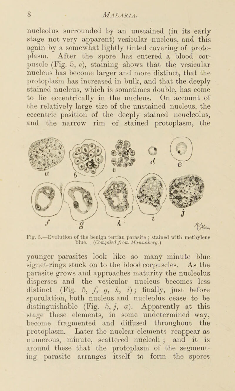 nucleolus surrounded by an unstained (in its early stage not very apparent) vesicular nucleus, and this again by a somewhat lightly tinted covering of proto- plasm. After the spore has entered a blood cor- puscle (Fig. 5, e), staining shows that the vesicular nucleus has become larger and more distinct, that the protoplasm has increased in bulk, and that the deeply stained nucleus, which is sometimes double, has come to lie eccentrically in the nucleus. On account of the relatively large size of the unstained nucleus, the eccentric position of the deeply stained neucleolus, and the narrow rim of stained protoplasm, the Fig. 5.—Evolution of the benign tertian parasite ; stained with methylene blue. (Compiled from Mannciberg.) younger parasites look like so many minute blue signet-rings stuck on to the blood corpuscles. As the parasite grows and approaches maturity the nucleolus disperses and the vesicular nucleus becomes less distinct (Fig. 5, f, g, Ji, i); finally, just before sporulation, both nucleus and nucleolus cease to be distinguishable (Fig. 5, j, a). Apparently at this stage these elements, in some undetermined way, become fragmented and diffused throughout the protoplasm. Later the nuclear elements reappear as numerous, minute, scattered nucleoli ; and it is around these that the protoplasm of the segment- ing parasite arranges itself to form the spores