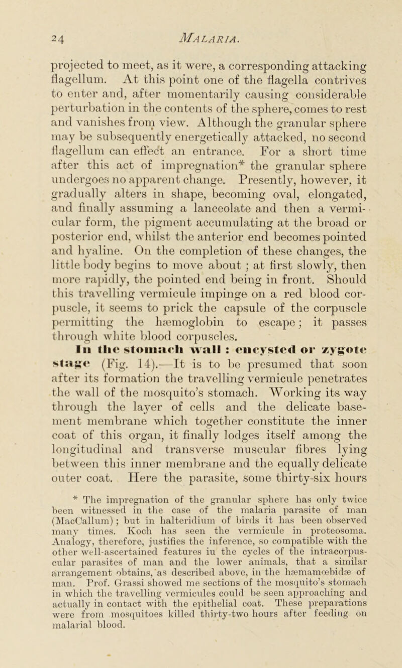 projected to meet, as it were, a corresponding attacking flagellum. At this point one of the flagella contrives to enter and, after momentarily causing considerable perturbation in the contents of the sphere, comes to rest and vanishes from view. Although the granular sphere may be subsequently energetically attacked, no second flagellum can effect an entrance. For a short time after this act of impregnation* the granular sphere undergoes no apparent change. Presently, however, it gradually alters in shape, becoming oval, elongated, and finally assuming a lanceolate and then a vermi- cular form, the pigment accumulating at the broad or posterior end, whilst the anterior end becomes pointed and hyaline. On the completion of these changes, the little body begins to move about; at first slowly, then more rapidly, the pointed end being in front. Should this travelling vermicule impinge on a red blood cor- puscle, it seems to prick the capsule of the corpuscle permitting the haemoglobin to escape; it passes through white blood corpuscles. In ll»e stomacli wall : encysted or zygote stage (Fig. 14).—It is to be presumed that soon after its formation the travelling vermicule penetrates the wall of the mosquito’s stomach. Working its way through the layer of cells and the delicate base- ment membrane which together constitute the inner coat of this organ, it finally lodges itself among the longitudinal and transverse muscular fibres lying between this inner membrane and the equally delicate outer coat. Here the parasite, some thirty-six hours * The impregnation of the granular sphere has only twice been witnessed in the case of the malaria parasite of man (MacCallum); but in halteridium of birds it has been observed many times. Koch has seen the vermicule in proteosoma. Analogy, therefore, justifies the inference, so compatible with the other well-ascertained features iu the cycles of the intracorpus- cular parasites of man and the lower animals, that a similar arrangement obtains,'as described above, in the hfemamoebidse of man. Prof. Grassi showed me sections of the mosquito’s stomach in which the travelling vermicides could be seen approaching and actually in contact witli the epithelial coat. These preparations were from mosquitoes killed thirty-two hours after feeding on malarial blood.