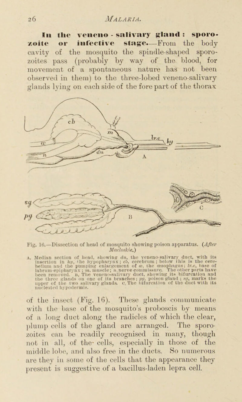 In llie venono - salivary gland : sporo- zoite or infeeti\re stage.—From the body cavity of the mosquito the spindle-shaped sporo- zoites pass (probably by way of the blood, for movement of a spontaneous nature has not been observed in them) to the tliree-lobed veneno-salivary glands lying on each side of the fore part of the thorax Fig. 16.—Dissection of head of mosquito showing poison apparatus. (After Macloskie.) a, Median section of bead, showing du, the veneno-salivary duct, with its insertion in Ini, 'he hypopharynx; c’o. cerebrum; below ibis is the cere- bellum and the pumping enlargement of ce, the oesophagus; Ir.e, base of labrum epipbarynx ; m. muscle; n.nerve commissure. The other parts have been removed, u, The veneno-salivary duct, showing its bifurcation and the three glands on one of its branches; pp, poison glaud ; sp, marks the upper of the two salivary glands, c, The bifurcation of the duct with its nucleated liypodermis. of the insect (Fig. 16). These glands communicate with the base of the mosquito’s proboscis by means of a long duct along the radicles of which the clear, plump cells of the gland are arranged. The sporo- zoites can be readily recognised in many, though not in all, of the- cells, especially in those of the middle lobe, and also free in the ducts. So numerous are they in some of the cells that the appearance they present is suggestive of a bacillus-laden lepra cell.