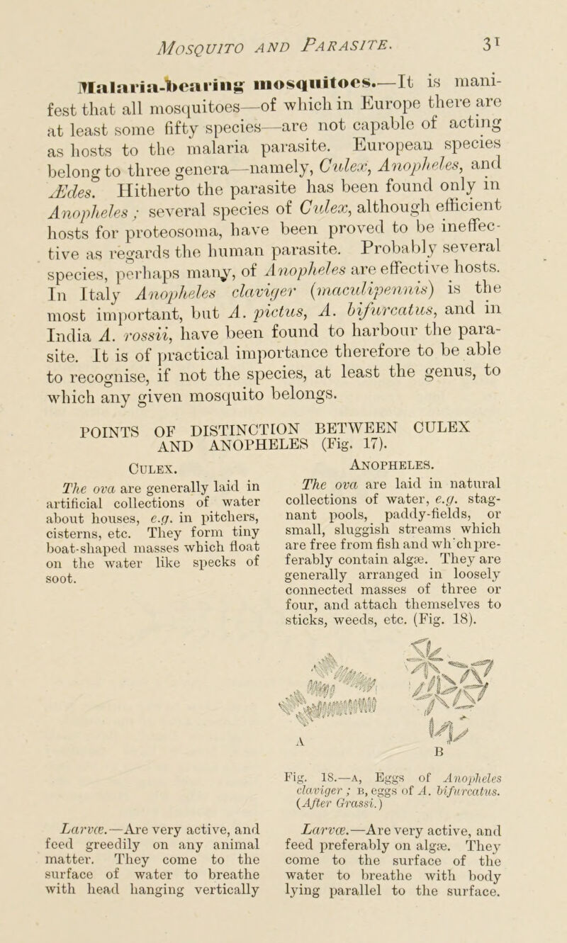 Malaria-hearing mosquitoes.—It is mani- fest that all mosquitoes—of which in Europe there are at least some fifty species—are not capable of acting as hosts to the malaria parasite. European species belong to three genera—namely, Culex, Anopheles, and bEdes. Hitherto the parasite has been found only m Anopheles ; several species of Culex, although efficient hosts for proteosoma, have been proved to be ineffec- tive as regards the human parasite. Probably several species, perhaps many, of Anopheles are effective hosts. In Italy Anopheles claviger (maculipennis) is the most important, but A. pictus, A. bifurcatus, and in India A. rossii, have been found to harbour the para- site. It is of practical importance therefore to be able to recognise, if not the species, at least the genus, to which any given mosquito belongs. POINTS OF DISTINCTION BETWEEN CULEX AND ANOPHELES (Fig. 17). Culex. The ova are generally laid in artificial collections of water about houses, e.g. in pitchers, cisterns, etc. They form tiny boat-shaped masses which float on the water like specks of soot. Anopheles. The ova are laid in natural collections of water, e.g. stag- nant pools, paddy-fields, or small, sluggish streams which are free from fish and wli'chpre- ferably contain alg;e. They are generally arranged in loosely connected masses of three or four, and attach themselves to sticks, weeds, etc. (Fig. 18). Larvce.—Are very active, and feed greedily on any animal matter. They come to the surface of water to breathe with head hanging vertically Fig. 18.—a, Eggs of Anopheles claviger; b, eggs of A. bifurcatus. (After Grassi.) Larvce.—Are very active, and feed preferably on algae. They come to the surface of the water to breathe with body lying parallel to the surface.