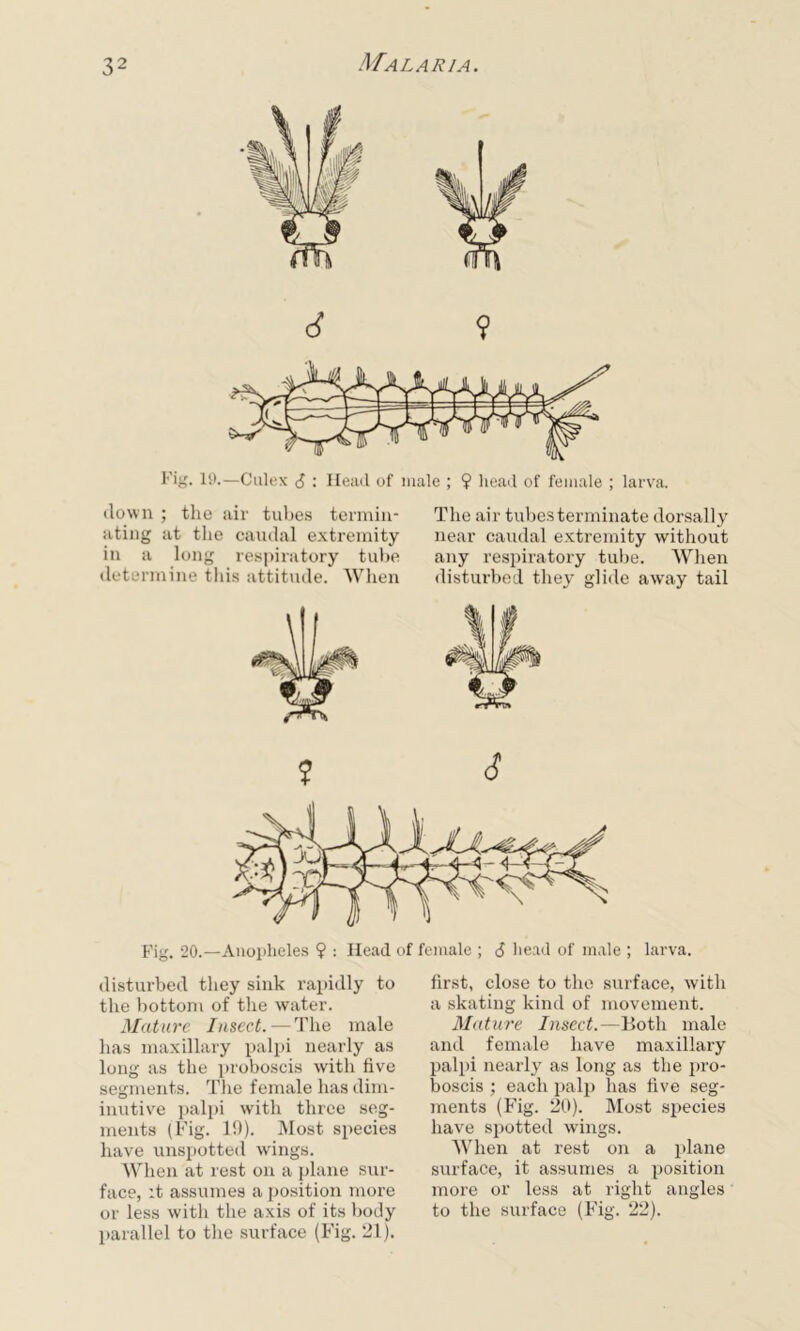 down ; the air tubes termin- ating at the caudal extremity in a long respiratory tube determine this attitude. When The air tubes terminate dorsally near caudal extremity without any respiratory tube. When disturbed they glide away tail ? S Fig. 20.—Anopheles 9 : Head of female ; 6 head of male ; larva. disturbed they sink rapidly to the bottom of the water. Mature Insect. — The male has maxillary palpi nearly as long as the proboscis with five segments. The female has dim- inutive palpi with three seg- ments (Fig. 19). Most species have unspotted wings. When at rest on a plane sur- face, it assumes a position more or less with the axis of its body parallel to the surface (Fig. 21). first, close to the surface, with a skating kind of movement. Mature Insect.—Both male and female have maxillary palpi nearly as long as the pro- boscis ; each palp has five seg- ments (Fig. 20). Most species have spotted wings. When at rest on a plane surface, it assumes a position more or less at right angles to the surface (Fig. 22).