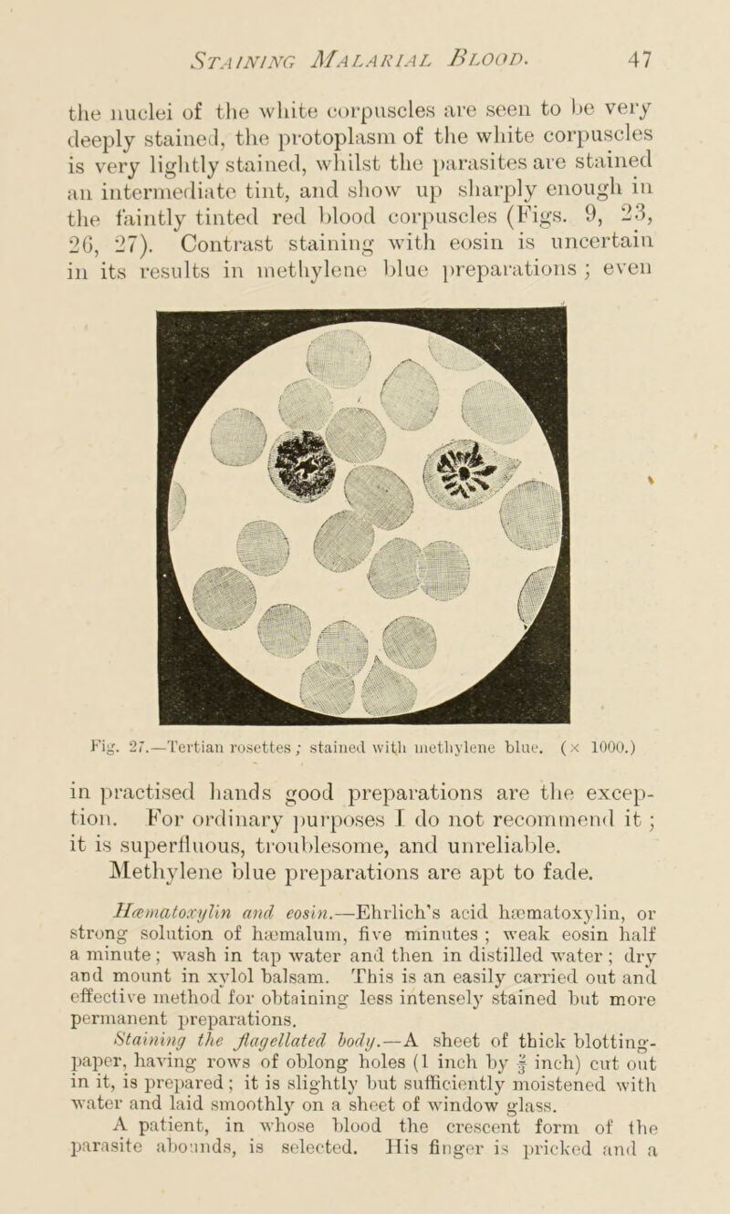 the nuclei of the white corpuscles are seen to be very deeply stained, the protoplasm of the white corpuscles is very lightly stained, whilst the parasites are stained an intermediate tint, and show up sharply enough in the faintly tinted red blood corpuscles (Figs. 9, 23, 26, 27). Contrast staining with eosin is uncertain in its results in methylene blue preparations ; even Fig. 27.—Tertian rosettes ; stained with methylene blue, (x 1000.) in practised hands good preparations are the excep- tion. For ordinary purposes I do not recommend it; it is superfluous, troublesome, and unreliable. Methylene blue preparations are apt to fade. Hematoxylin and cosin.—Ehrlich’s acid hmmatoxylin, or strong solution of has malum, five minutes ; weak eosin half a minute; wash in tap water and then in distilled water ; dry and mount in xylol balsam. This is an easily carried out and effective method for obtaining less intensely stained but moi’e permanent preparations. <5'tabling the flagellated body.—A sheet of thick blotting- paper, having rows of oblong holes (1 inch by y inch) cut out in it, is prepared ; it is slightly but sufficiently moistened with water and laid smoothly on a sheet of window glass. A patient, in whose blood the crescent form of the parasite abounds, is selected. His finger is pricked and a