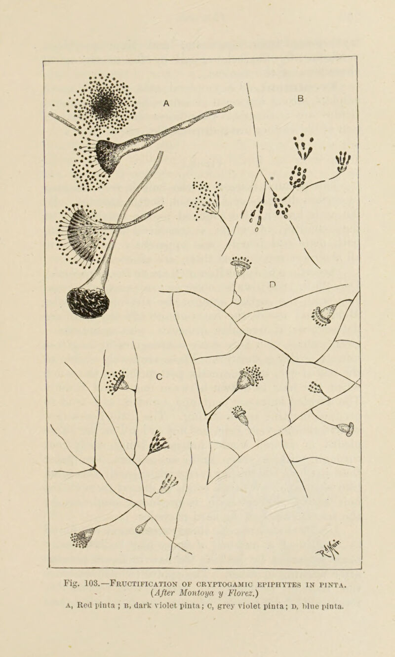 Fig. 103.—Fructification of cryptogamic epiphytes in pinta. (After Montoya y Florez.) a, Rod pinta ; n, dark violet pinta; c, grey violet pinta; d, blue pinta.