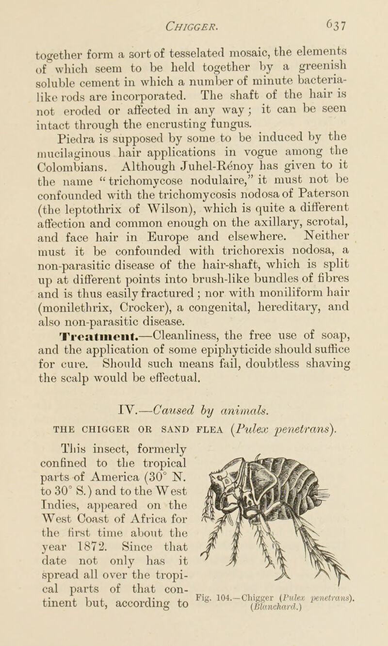 together form a sort of tesselated mosaic, the elements of which seem to be held together by a greenish soluble cement in which a number of minute bacteria- like rods are incorporated. The shaft of the hair is not eroded or affected in any way; it can be seen intact through the encrusting fungus. Piedra is supposed by some to be induced by the mucilaginous hair applications in vogue among the Colombians. Although Juhel-Renoy has given to it the name “ trichomycose nodulaire,” it must not be confounded with the trichomycosis nodosa of Paterson (the leptothrix of Wilson), which is quite a different affection and common enough on the axillary, scrotal, and face hair in Europe and elsewhere. Neither must it be confounded with trichorexis nodosa, a non-parasitic disease of the hair-shaft, which is split up at different points into brush-like bundles of fibres and is thus easily fractured ; nor with moniliform hair (monilethrix, Crocker), a congenital, hereditary, and also non-parasitic disease. Treatment.—Cleanliness, the free use of soap, and the application of some epiphyticide should suffice for cure. Should such means fail, doubtless shaving the scalp would be effectual. IV.—Caused by animals. THE CHIGGER OR SAND This insect, formerly confined to the tropical parts of America (30° N. to 30° S.) and to the W est Indies, appeared on the West Coast of Africa for the first time about the year 1872. Since that date not only has it spread all over the tropi- cal parts of that con- tinent but, according to flea (Pulex penetrans). Fig. 104.—Chigger (Pulex penetrans). (Blanchard.)