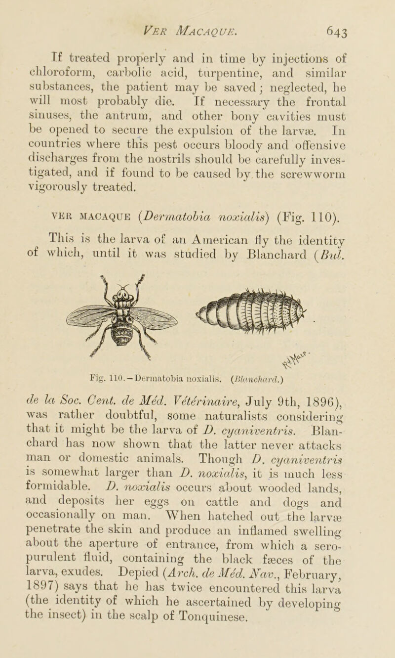 If treated properly and in time by injections of chloroform, carbolic acid, turpentine, and similar substances, the patient may be saved; neglected, he will most probably die. If necessary the frontal sinuses, the antrum, and other bony cavities must be opened to secure the expulsion of the larvae. I11 countries where this pest occurs bloody and offensive discharges from the nostrils should be carefully inves- tigated, and if found to be caused by the screwworm vigorously treated. ver macaque (Dermatobia noxialis) (Fig. 110). This is the larva of an American fly the identity of which, until it was studied by Blanchard (Bui. Fig. 110.—Dermatobia noxialis. (Blanchard.) tie la Soc. Cent, tie Med. Ve'terinaire, July 9th, 189G), was rather doubtful, some naturalists considering that it might be the larva of D. cyaniventris. Blan- chard has now shown that the latter never attacks man or domestic animals. Though D. cyaniventris is somewhat larger than D. noxialis, it is much less formidable. D. noxialis occurs about wooded lands, and deposits her eggs on cattle and dogs and occasionally on man. When hatched out the larvie penetrate the skin and produce an inflamed swelling about the aperture of entrance, from which a sero- purulent fluid, containing the black fjeces of the larva, exudes. Depied (Arch, de Med. Nav., February, 1897) says that he has twice encountered this larva (the identity of which he ascertained by developing the insect) in the scalp of Tonquinese.