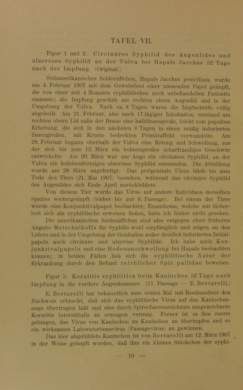 Figur 1 und 2. Circinäres Syphilid des Augenlides und ulzeröses Syphilid an der Vulva bei Hapale Jacchus 52 Tage nach der Impfung. (Original.) Südamerikanisches Seidenäffchen, Hapale Jacchus penicillata, wurde am 4. Februar 1907 mit dem Gewebsbrei einer nässenden Papel geimpft, die von einer seit 4 Monaten syphilitischen noch unbehandelten Patientin stammte; die Impfung geschah am rechten obern Augenlid und in der Umgebung der Vulva. Nach ca. 8 Tagen waren die Impfschörfe völlig abgeheilt. Am 21. Februar, also nach 17 tägiger Inkubation, entstand am rechten obern Lid nahe der Braue eine halblinsengroße, leicht rote papulöse Erhebung, die sich in den nächsten 8 Tagen in einen mäßig indurierten linsengroßen, mit Kruste bedeckten Primäraffekt verwandelte. Am 28. Februar begann oberhalb der Vulva eine Rötung und Schwellung, aus der sich bis zum 12. März ein bohnengroßes scharfrandiges Geschwür entwickelte. Am 20. März war am-Auge ein circinäres Syphilid, an der Vulva ein hufeisenförmiges ulzeröses Syphilid entstanden. Die Abbildung wurde am 28. März angefertigt. Das perigenitale Ulcus blieb bis zum Tode des Tiers (21. Mai 1907) bestehen, während das circinäre Syphilid des Augenlides sich Ende April zurückbildete. Von diesem Tier wurde das Virus auf andere Individuen derselben Spezies weitergeimpft (bisher bis zur 6. Passage). Bei einem der Tiere wurde eine Konjunktivalpapel beobachtet; Exantheme, welche mit Sicher- heit sich als syphilitische erweisen ließen, habe ich bisher nicht gesehen. Die amerikanischen Seidenäffchen sind also entgegen einer früheren Angabe Metschnikoffs für Syphilis wohl empfänglich und zeigen an den Lidern und in der Umgebung der Genitalien außer deutlich indurierten Initial- papeln auch circinäre und ulzeröse Syphilide. Ich habe auch Kon- junktivalpapeln und eine Hodenanschwellung bei Hapale beobachten können; in beiden Fällen ließ sich die syphilitische Natur der Erkrankung durch den Befund reichlicher Spir. pallidae beweisen. Figur 3. Keratitis syphilitica beim Kaninchen 52 Tage nach Impfung in die vordere Augenkannner. (11. Passage — E. Bertarelli.) E. Bertareili hat bekanntlich zum ersten Mal mit Bestimmtheit den Nachweis erbracht, daß sich das syphilitische Virus auf das Kaninchen- auge übertragen läßt und eine durch Spirochaetenreichtum ausgezeichnete Keratitis interstitialis zu erzeugen vermag. Ferner ist es ihm zuerst gelungen, das Virus von Kaninchen zu Kaninchen zu überimpfen und so ein wirksames Laboratoriumsvirus (Passagevirus) zu gewinnen. Das hier abgebildete Kaninchen ist von Bertarelli am 12. März 1907 ^ in der Weise geimpft worden, daß ihm ein kleines Stückchen der syphi-