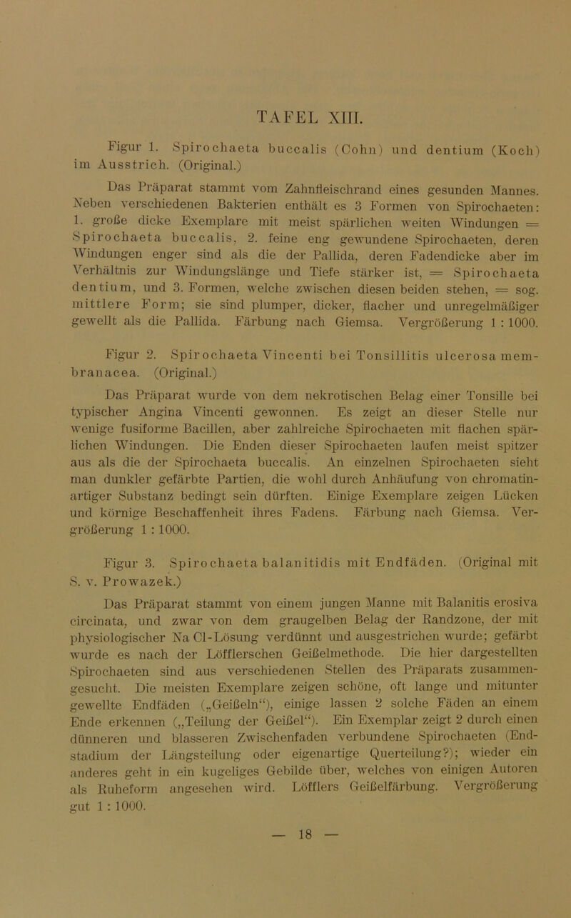 Figur 1. Spirochaeta buccalis (Cohn) und dentium (Koch) im Ausstrich. (Original.) Das Präparat stammt vom Zahnfieisclirand eines gesunden Mannes. Neben verschiedenen Bakterien enthält es 3 Formen von Spirochaeten: 1. große dicke Exemplare mit meist spärlichen weiten Windungen = Spirochaeta buccalis, 2. feine eng gewundene Spirochaeten, deren Windungen enger sind als die der Pallida, deren Fadendicke aber im Verhältnis zur Windungslänge und Tiefe stärker ist, = Spirochaeta dentium, und 3. Formen, welche zwischen diesen beiden stehen, = sog. mittlere Form; sie sind plumper, dicker, flacher und unregelmäßiger gewellt als die Pallida. Färbung nach Giemsa. Vergrößerung 1 : 1000. Figur 2. Spirochaeta Vincenti bei Tonsillitis ulcerosa mem- branacea. (Original.) Das Präparat wurde von dem nekrotischen Belag einer Tonsille bei typischer Angina Vincenti gewonnen. Es zeigt an dieser Stelle nur wenige fusiforme Bacillen, aber zahlreiche Spirochaeten mit flachen spär- lichen Windungen. Die Enden dieser Spirochaeten laufen meist spitzer aus als die der Spirochaeta buccalis. An einzelnen Spirochaeten sieht man dunkler gefärbte Partien, die wohl durch Anhäufung von chromatin- artiger Substanz bedingt sein dürften. Einige Exemplare zeigen Lücken und körnige Beschaffenheit ihres Fadens. Färbung nach G-iemsa. Ver- größerung 1 : 1000. Figur 3. Spiro chaeta balanitidis mit Endfäden. (Original mit S. v. Prowazek.) Das Präparat stammt von einem jungen Manne mit Balanitis erosiva circinata, und zwar von dem graugelben Belag der Randzone, der mit physiologischer NaCl-Lösung verdünnt und ausgestrichen wurde; gefärbt wurde es nach der Löfflerschen Geißelmethode. Die hier dargestellten Spirochaeten sind aus verschiedenen Stellen des Präparats zusammen- gesucht. Die meisten Exemplare zeigen schöne, oft lange und mitunter gewellte Endfäden („Geißeln“), einige lassen 2 solche Fäden an einem Ende erkennen („Teilung der Geißel“). Ein Exemplar zeigt 2 durch einen dünneren und blässeren Zwischenfaden verbundene Spirochaeten (End- stadium der Längsteilung oder eigenartige Querteilung?); wieder ein anderes geht in ein kugeliges Gebilde über, welches von einigen Autoren als Ruheform angesehen wird. Löfflers Geißelfärbung. Vergrößerung gut 1 : 1000.