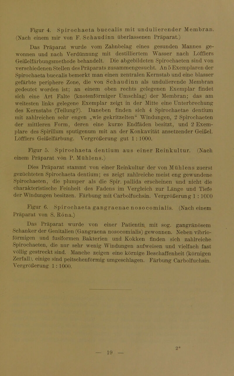 Figur 4. Spirochaeta buccalis mit undulierender Membran. (Nach einem mir von F. Schaudinn überlassenen Präparat.) Das Präparat wurde vom Zalmbelag eines gesunden Mannes ge- wonnen und nach Verdünnung mit destilliertem Wasser nach Löfflers Geißelfärbungsmethode behandelt. Die abgebildeten Spirochaeten sind von verschiedenen Stellen des Präparats zusammengesucht. An 5 Exemplaren der Spirochaeta buccalis bemerkt man einen zentralen Kernstab und eine blasser gefärbte periphere Zone, die von Schau dinn als undulierende Membran gedeutet worden ist; an einem oben rechts gelegenen Exemplar findet sich eine Art Falte (knotenförmiger Umschlag) der Membran; das am weitesten links gelegene Exemplar zeigt in der Mitte eine Unterbrechung des Kernstabs (Teilung?). Daneben finden sich 4 Spirochaetae dentium mit zahlreichen sehr engen „wie gekritzelten“ Windungen, 2 Spirochaeten der mittleren Form, deren eine kurze Endfäden besitzt, und 2 Exem- plare des Spirillum sputigenum mit an der Konkavität ansetzender Geißel. Löfflers Geißelfärbung. Vergrößerung gut 1 : 1000. Figur 5. Spirochaeta dentium aus einer Reinkultur. (Nach einem Präparat von P. Mühlens.) Dies Präparat stammt von einer Reinkultur der von Mühlens zuerst gezüchteten Spirochaeta dentium; es zeigt zahlreiche meist eng gewundene Spirochaeten, die plumper als die Spir. pallida erscheinen und nicht die charakteristische Feinheit des Fadens im Vergleich zur Länge und Tiefe der Windungen besitzen. Färbung mit Carboifuchsin. Vergrößerung 1 : 10CO Figur 6. Spirochaeta gangraenae nosocomialis. (Nach einem Präparat von S. Röna.) Das Präparat wurde von einer Patientin mit sog. gangränösem Schanker der Genitalien (Gangraena nosocomialis) gewonnen. Neben vibrio- förmigen und fusiformen Bakterien und Kokken finden sich zahlreiche Spirochaeten, die nur sehr wenig Windungen aufweisen und vielfach fast völlig gestreckt sind. Manche zeigen eine körnige Beschaffenheit (körnigen Zerfall), einige sind peitschenförmig umgeschlagen. Färbung Carboifuchsin. Vergrößerung 1 : 1000. o*