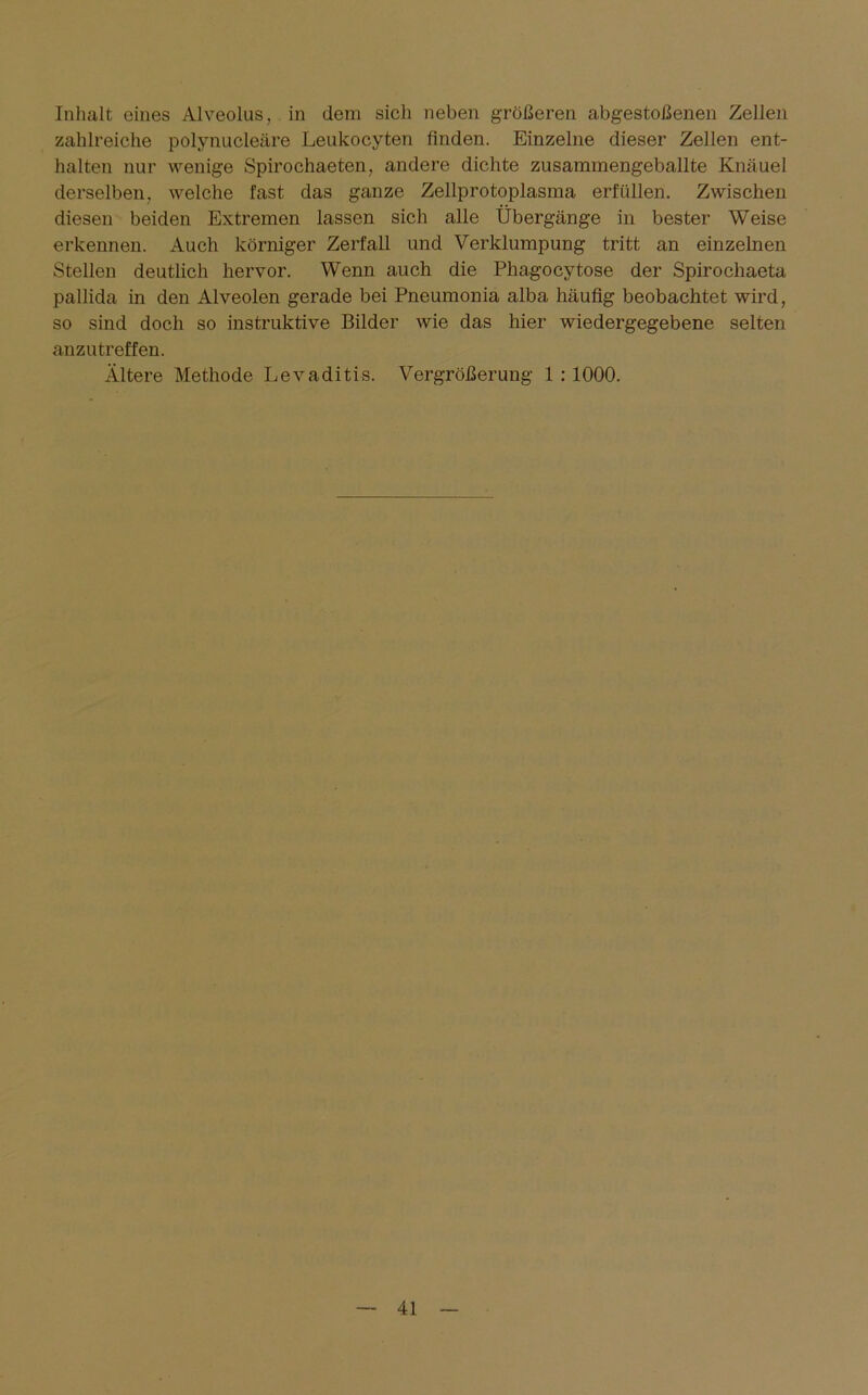 Inhalt eines Alveolus, in dem sich neben größeren abgestoßenen Zellen zahlreiche polynucleäre Leukocyten finden. Einzelne dieser Zellen ent- halten nur wenige Spirochaeten, andere dichte zusammengeballte Knäuel derselben, welche fast das ganze Zellprotoplasma erfüllen. Zwischen diesen beiden Extremen lassen sich alle Übergänge in bester Weise erkennen. Auch körniger Zerfall und Verklumpung tritt an einzelnen Stellen deutlich hervor. Wenn auch die Phagocvtose der Spirochaeta pallida in den Alveolen gerade bei Pneumonia alba häufig beobachtet wird, so sind doch so instruktive Bilder wie das hier wiedergegebene selten anzutreffen. Ältere Methode Levaditis. Vergrößerung 1 : 1000.