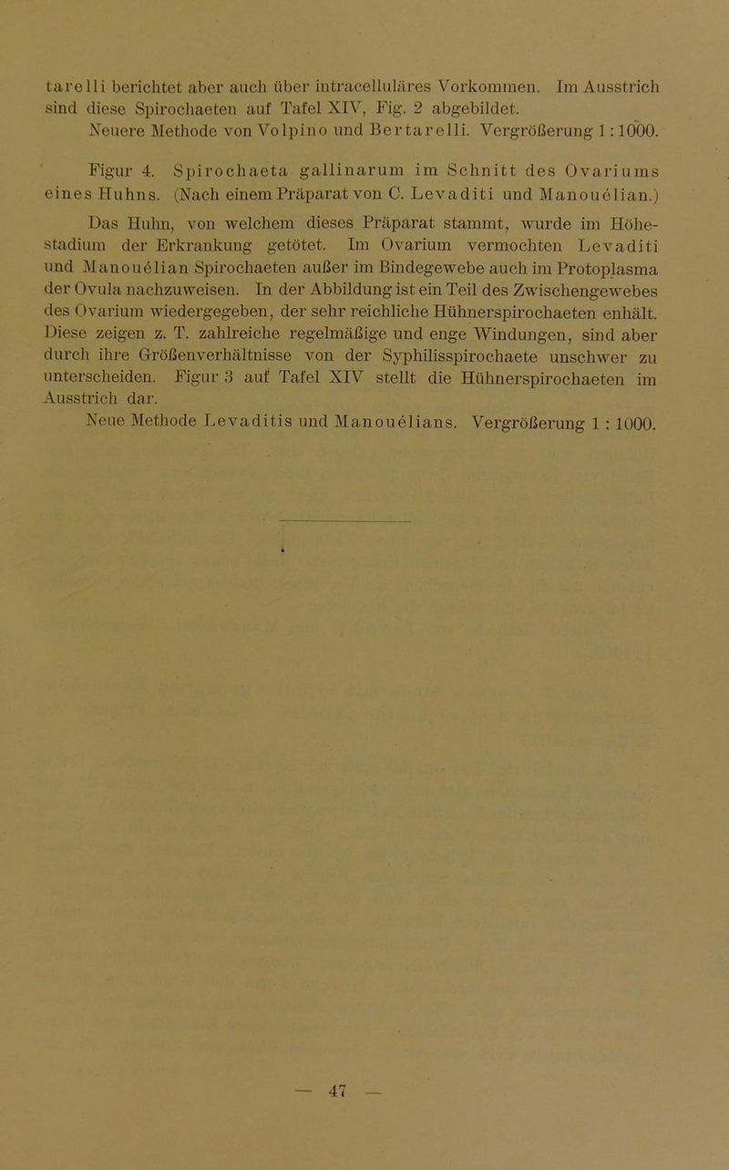 tarelli berichtet aber auch über intracelluläres Vorkommen. Im Ausstrich sind diese Spirochaeten auf Tafel XIV, Fig. 2 abgebildet. Neuere Methode von Volpino und Bertarelli. Vergrößerung 1:1000. Figur 4. Spirochaeta gallinarum im Schnitt des Ovariums eines Huhns. (Nach einem Präparat von C. Levaditi und Manouelian.) Das Huhn, von welchem dieses Präparat stammt, wurde im Höhe- stadium der Erkrankung getötet. Im Ovarium vermochten Levaditi und Manouelian Spirochaeten außer im Bindegewebe auch im Protoplasma der Ovula nachzuweisen. In der Abbildung ist ein Teil des Zwischengewebes des Ovarium wiedergegeben, der sehr reichliche Hühnerspirochaeten enhält. Diese zeigen z. T. zahlreiche regelmäßige und enge Windungen, sind aber durch ihre Größenverhältnisse von der Syphilisspirochaete unschwer zu unterscheiden. Figur 3 auf Tafel XIV stellt die Hühnerspirochaeten im Ausstrich dar. Neue Methode Levaditis und Manouelians. Vergrößerung 1 : 1000.